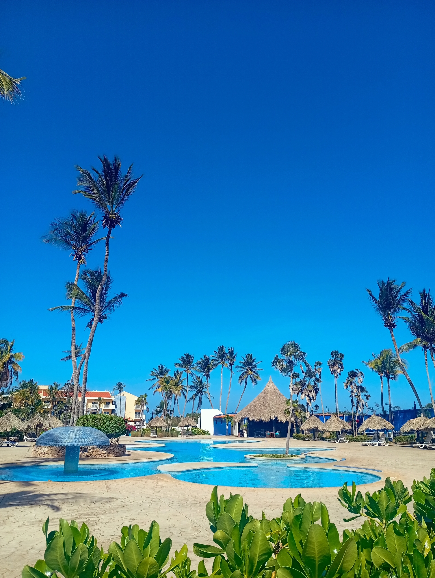 The image depicts a resort pool area in Playa El Agua, Venezuela. A series of interconnected, irregularly shaped pools with light blue water dominates the foreground. In the center of one pool sits a thatched-roof bar structure. Several thatched-roof umbrellas are positioned around the pool deck, with lounge chairs beneath them. Palm trees are scattered throughout the landscape, providing shade and creating a tropical atmosphere. The vegetation in the foreground consists of dense green leafy plants. In the background, a multi-story building can be seen. The sky is a clear, bright blue.