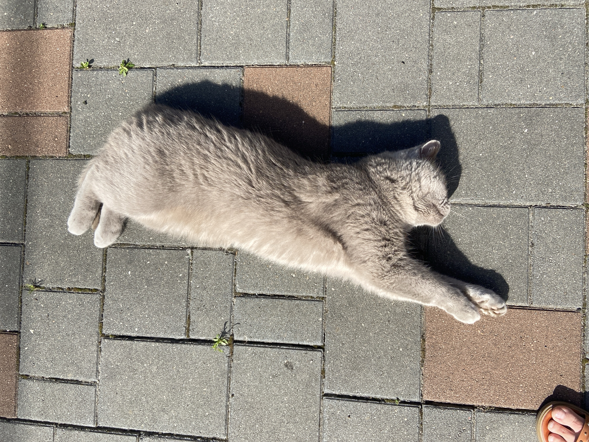 A light gray cat with fluffy fur is lying stretched out on a paved patio made of interlocking gray and reddish-brown rectangular stones. The cat is positioned diagonally across the frame, with its head resting on the ground and its paws extended forward. Small green weeds are growing in the cracks between some of the paving stones. A shadow of the cat falls across the patio to its left. In the bottom left corner of the image, a person's bare foot wearing an orange sandal is visible. The scene appears to be outdoors on a sunny day. The location is identified as Зимородок Днп, Russia.