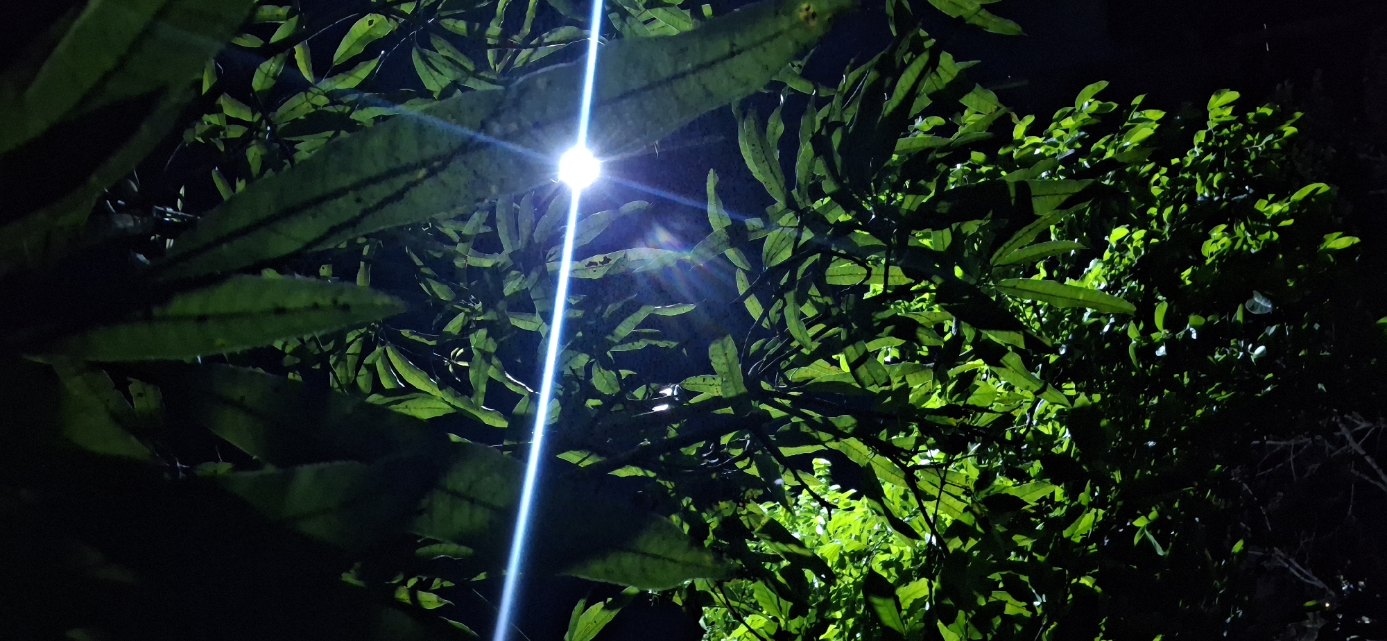 In Vallecito, Venezuela, an image captures the nighttime foliage of a tree illuminated by a bright, blueish-white light source, possibly a streetlamp or camera flash. The light creates a strong horizontal glare across the frame, with visible lens flare effects. The leaves are predominantly green, with some appearing a lighter, almost yellow-green where the light directly hits them. Shadows are cast by the dense canopy, creating a contrast between the illuminated areas and the dark background, which suggests a night scene. The image is taken from a low angle, looking upwards into the branches. No people are visible.