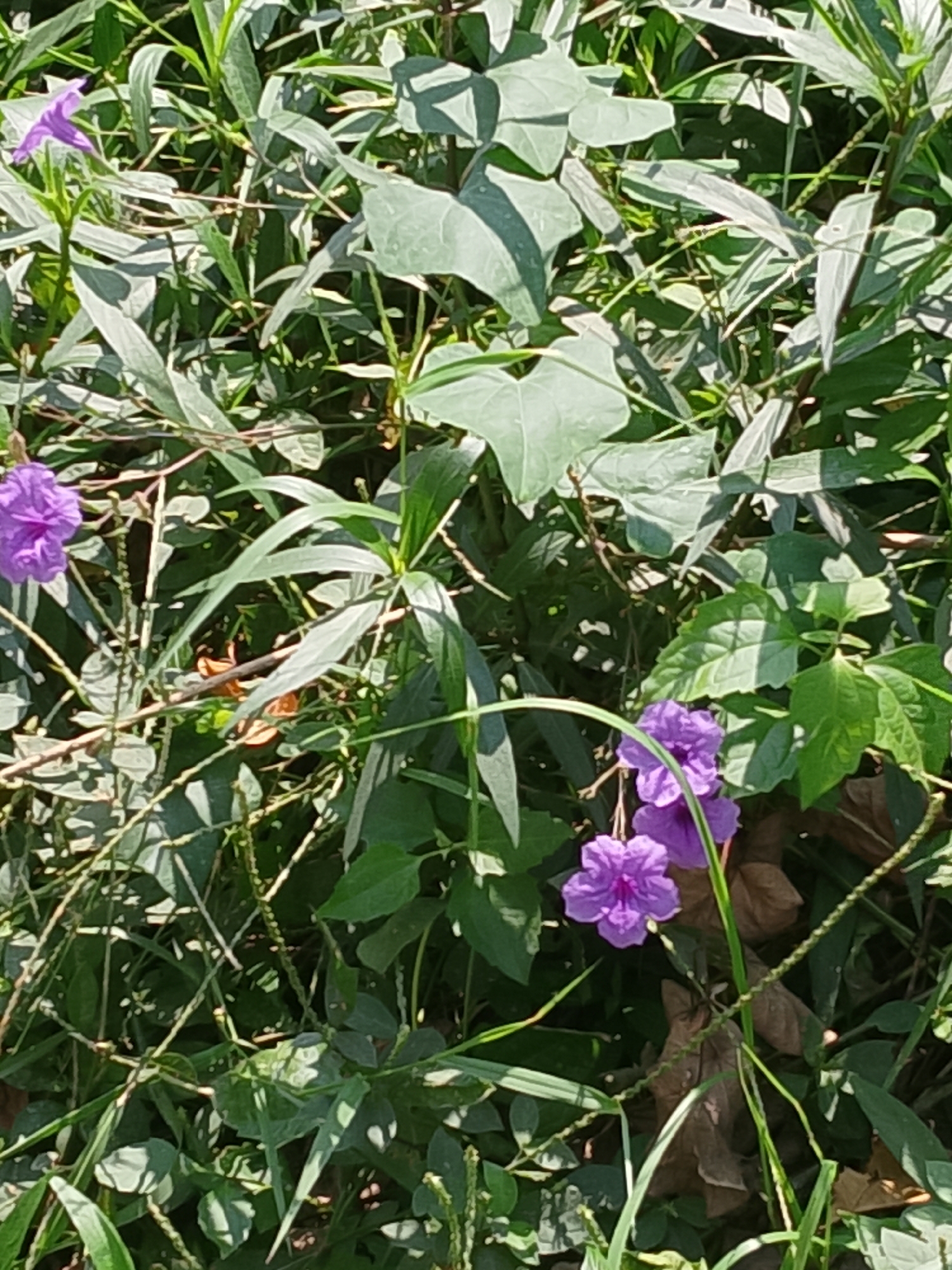 This image is a close-up, eye-level shot of lush green vegetation with several purple flowers. The scene is bathed in natural sunlight, creating distinct shadows on the leaves. In the foreground, a single vibrant purple flower with five petals is prominently displayed on the left side of the frame. Below it and slightly to the right, a cluster of three more purple flowers can be seen. The foliage is dense, with various shades of green leaves and thin, wiry stems. Some dried brown leaves are interspersed within the greenery, adding texture and depth. The overall impression is one of a natural, overgrown garden or wild area. The specific location in Kasiman, Indonesia is not discernible from the visual information provided in the image.