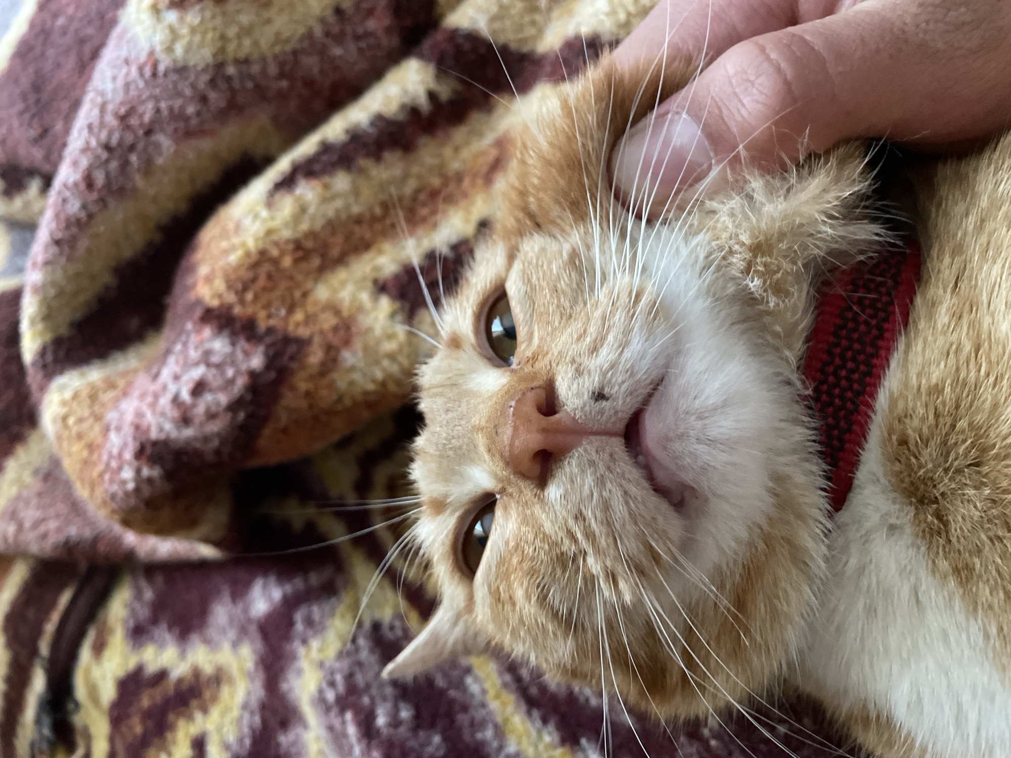 A close-up, canted-angle shot depicts an orange and white tabby cat with a red collar lying on a patterned blanket. A human hand gently touches the cat's head. The blanket has a striped pattern in shades of brown, beige, and burgundy. The cat's eyes are open and appear brown. The image suggests a domestic interior setting. The location of the city of Zlatograd, Bulgaria, cannot be confirmed from the image.