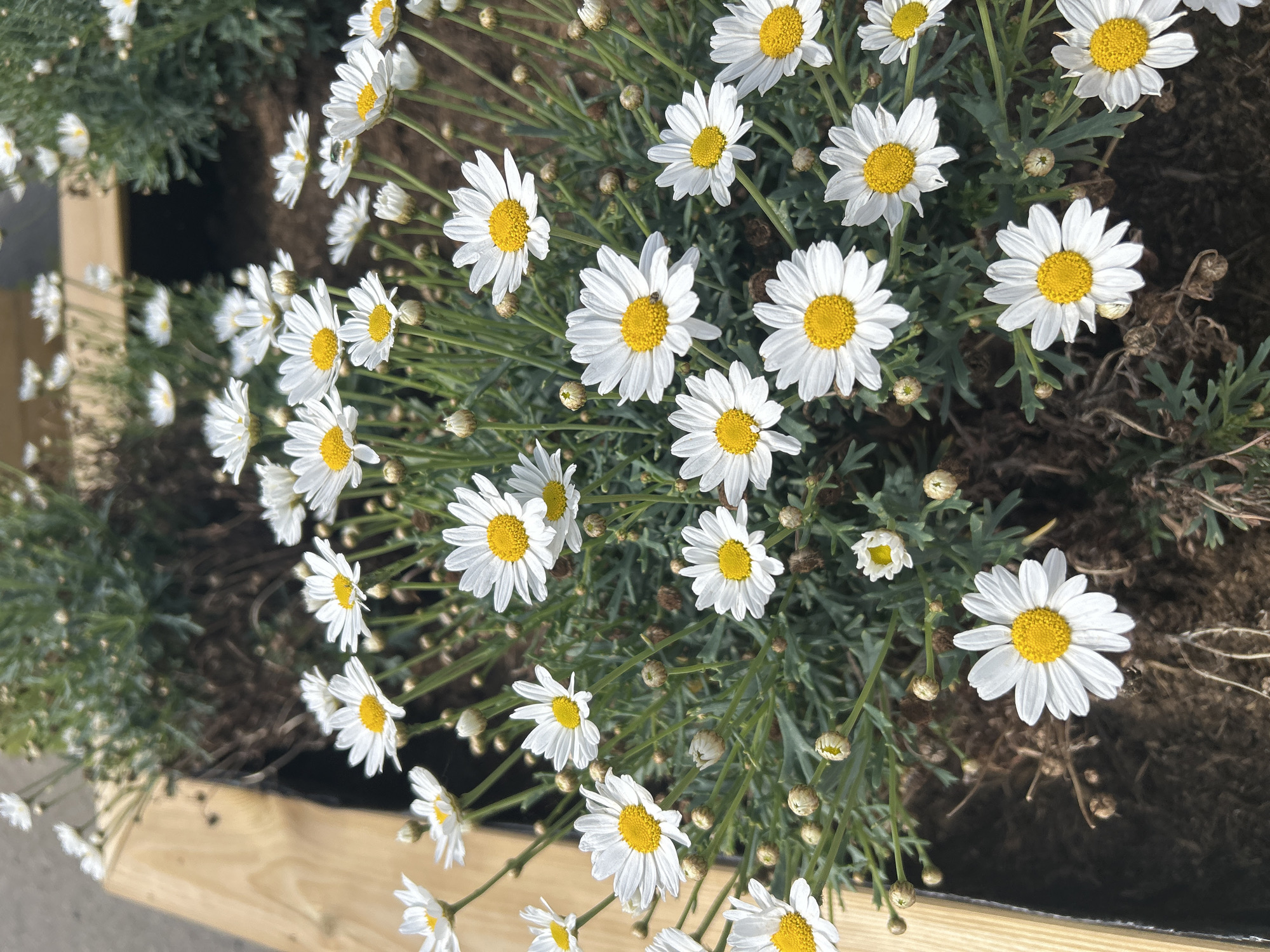 The image shows a close-up view of a flower bed filled with white daisies, each featuring a bright yellow center. The daisies are in various stages of bloom, with some fully open and others as buds. They are interspersed with green foliage and some dried plant matter. In the background, a wooden planter box is visible, suggesting the flower bed is in a garden or public space. The overall impression is one of a well-maintained garden. The image is taken from a slightly elevated angle, looking down onto the flowers. The lighting suggests it is daytime, with soft shadows indicating diffused sunlight. The specific location in the city of Lisse, Netherlands, is not explicitly evident from the visual information alone, however, Lisse is famous for its flower fields and gardens, particularly in spring and summer, making it a plausible setting for such a display of daisies.
