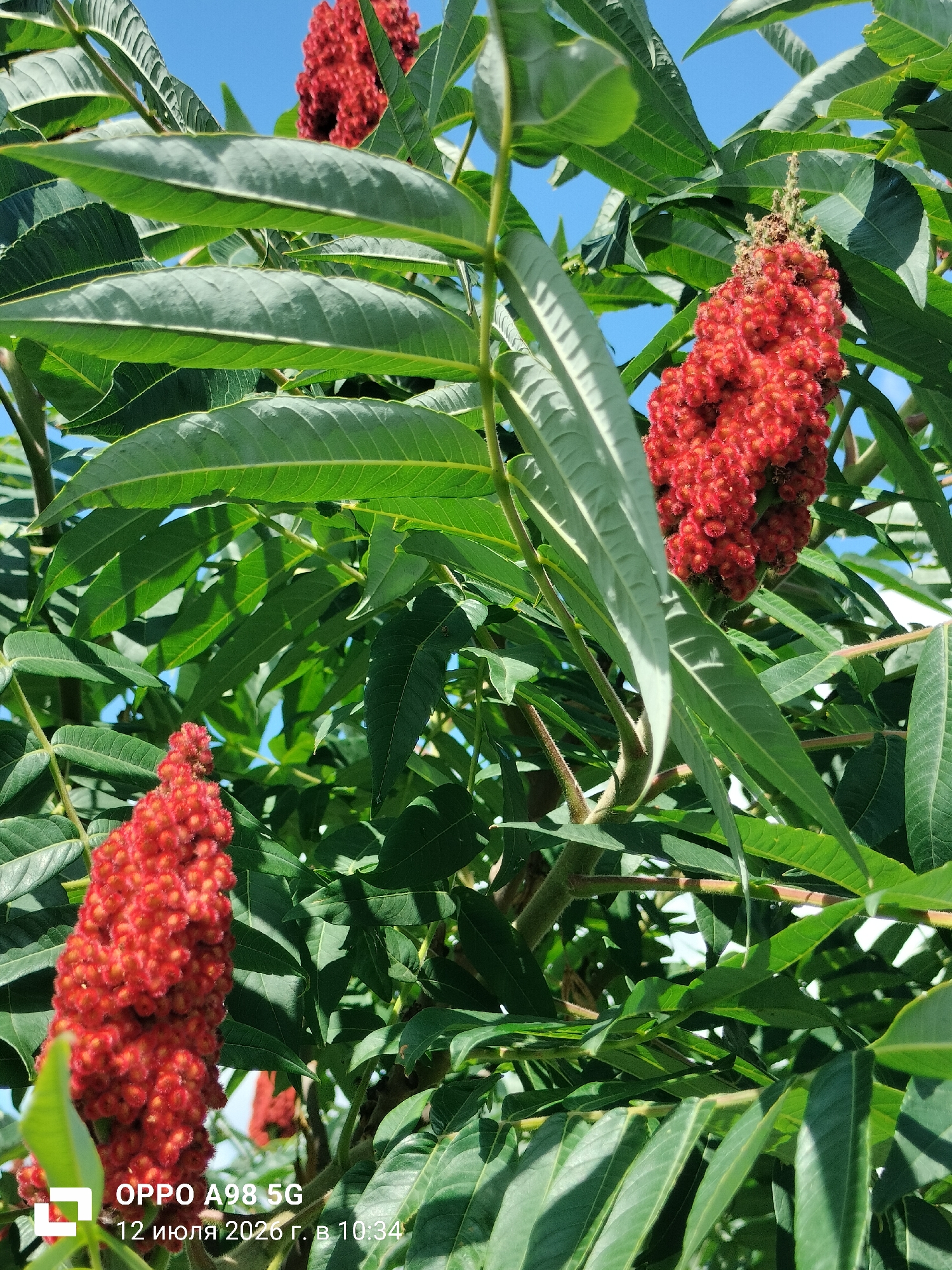 A close-up, eye-level, outdoor shot features a staghorn sumac plant with vibrant red, fuzzy fruit clusters and lush green compound leaves against a clear blue sky. The composition is dominated by the plant's foliage and fruit, with a slight tilt to the right. Two prominent red fruit clusters are visible, one in the foreground to the left and another slightly larger one in the mid-ground to the right. The leaves are pinnately compound with serrated margins, and some exhibit sunlight dappling. The background reveals more of the plant and glimpses of the bright blue sky. A timestamp and device model identifier in the bottom left corner indicate the image was taken with an OPPO A98 5G on July 12, 2026, at 10:34 AM, and is geolocated to Lykhove, Ukraine. There are no people or animals in the frame.