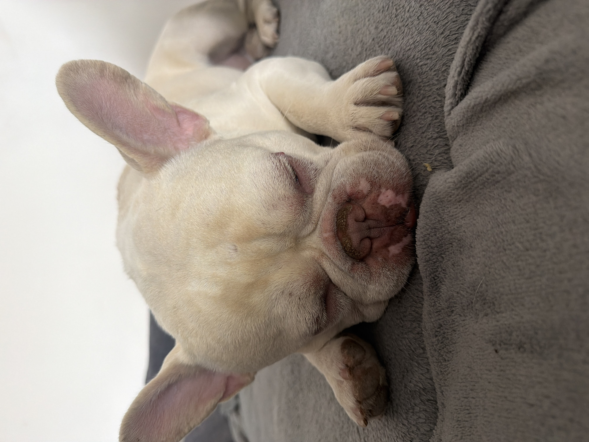 A fawn-colored French Bulldog puppy is asleep on a gray blanket or cushion. The puppy is lying on its back with its head resting on the cushion. Its eyes are closed and its nose is pressed against the fabric. The puppy's ears are erect. One paw is visible near its head, and another paw can be seen near its body. The background is a blurry white surface. The image was not taken in Burgas, Bulgaria.