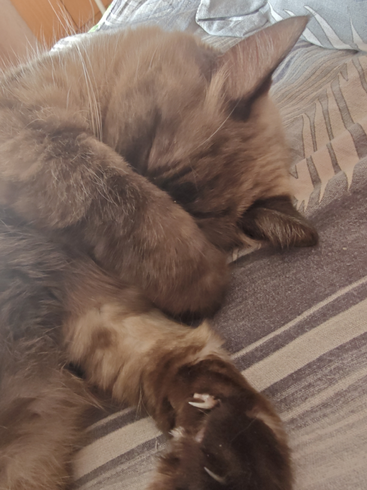 The image shows a close-up view of a cat sleeping. The cat has long, brown fur and is curled up, covering its face with its paws. Its claws are extended and visible. The cat is lying on a striped surface, possibly a blanket or comforter. The background is slightly blurred, but appears to be a domestic setting. There is no indication of the city of Rubtsovsk, Russia, or any specific location.