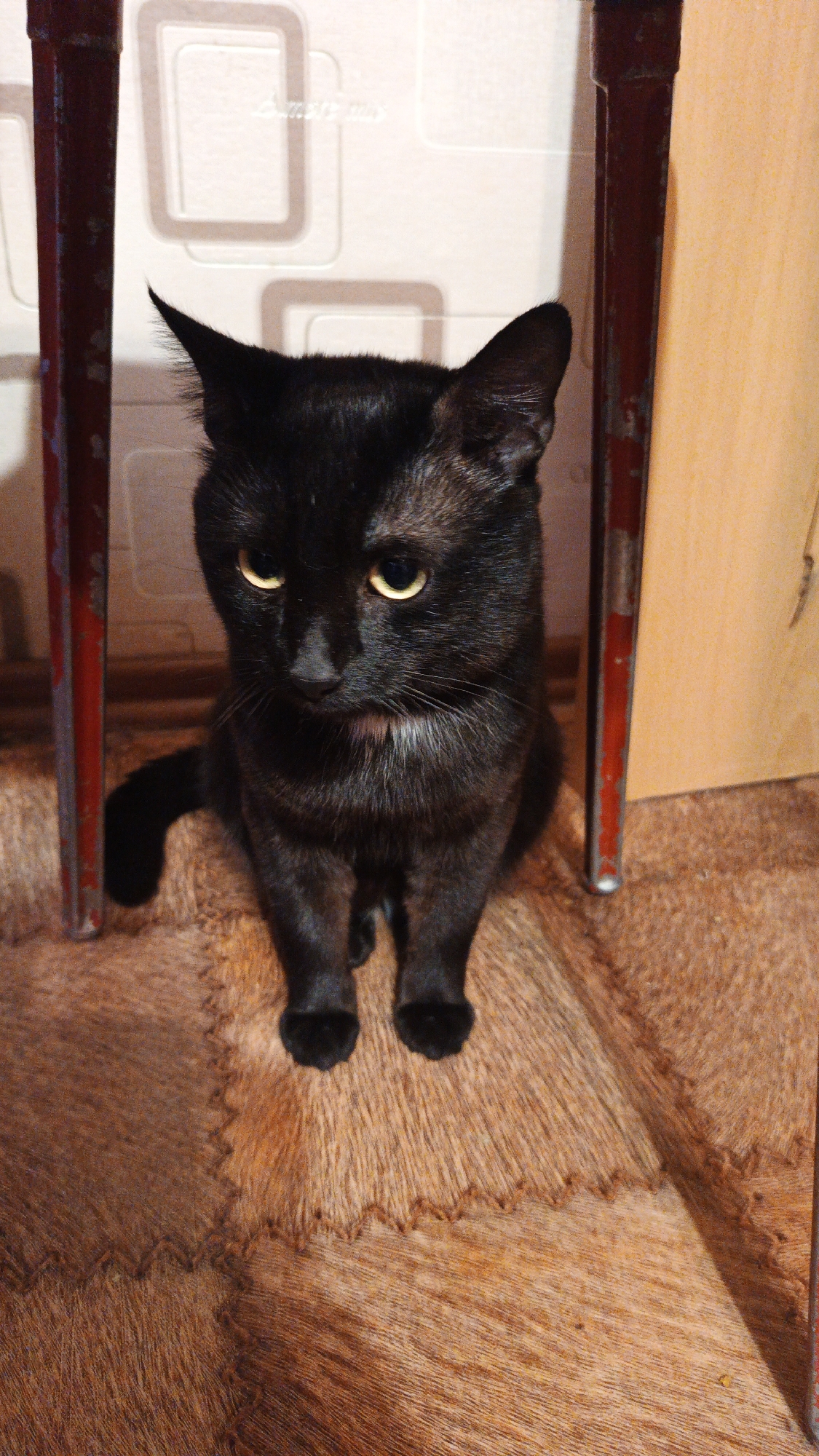 A black cat sits on a textured rug in front of a wall with patterned wallpaper. Two dark red chair legs frame the cat. The cat has yellow eyes and is looking down with a slightly sad expression. A tail curls around its left side. The environment appears to be indoors, possibly in a room in the city of Kuznetsk, Russia.
