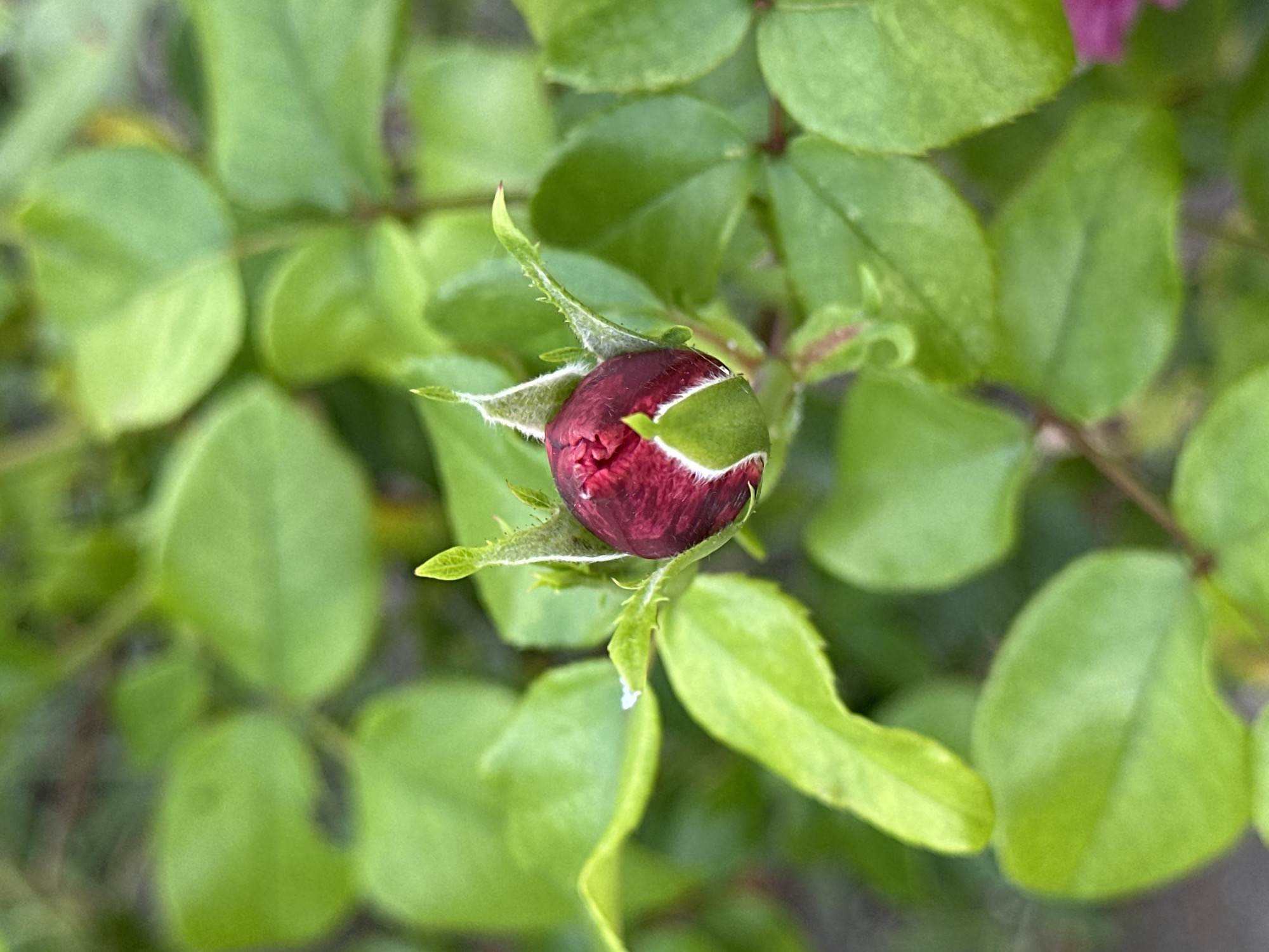 A close-up, vertical shot shows a single, dark red rose bud, partially opened, surrounded by vibrant green leaves. The bud is in sharp focus, with delicate white hairs visible on its sepals. The background is softly blurred, suggesting a garden setting. No people or specific landmarks of Essentuki, Russia, are visible in the image.