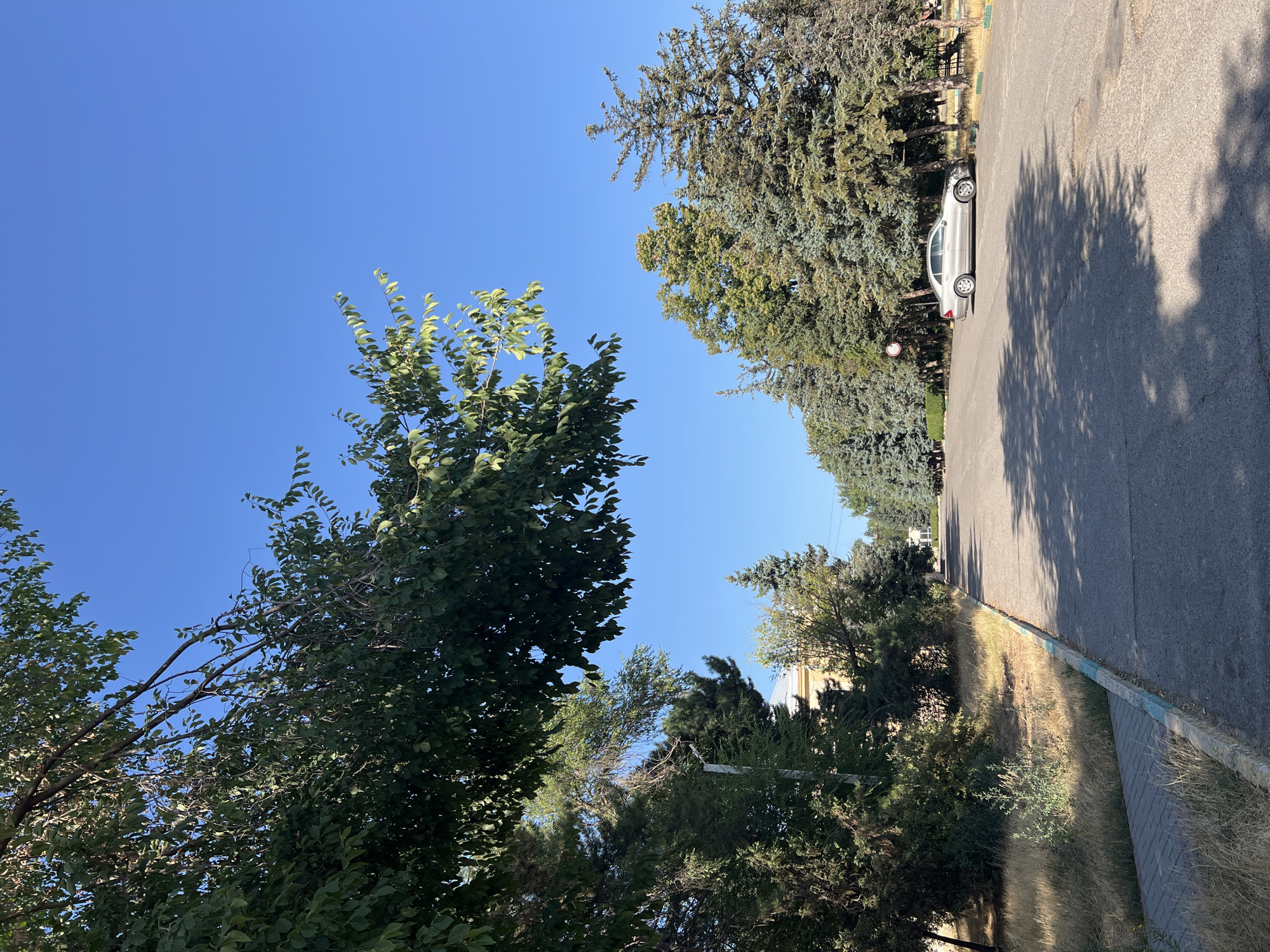 The image depicts a paved road lined with trees and dry grass, suggesting an outdoor environment. The sky is clear and blue. On the left side of the road, there is a sidewalk bordered by a curb with blue and yellow paint. Beyond the sidewalk and grass, a building with a light-colored facade and a gray roof is partially visible, obscured by trees. Several evergreen trees are planted along the right side of the road, and a silver sedan is parked on the right shoulder of the road. The scene appears to be in a quiet, possibly semi-residential or institutional area. The overall impression is a sunny day in a town or city. Based on the available information, the location is identified as the city of Dubăsari town council, Moldova.