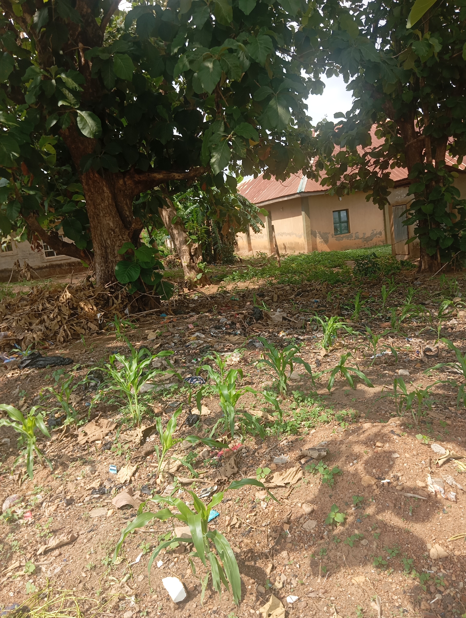 In Dutsen Alhaji, Nigeria, a scene unfolds beneath the shade of large trees. In the foreground, a small patch of young corn stalks are visible, their green leaves reaching towards the sky. The ground is a mixture of dry soil and scattered debris, including dried leaves, plastic bags, and other refuse. In the background, a one-story building with a corrugated metal roof stands partially obscured by the foliage. The building is painted a light brown and has a single green-paned window. A wooden door is visible on the right side of the building, and next to it, a tree trunk bears faint writing. The overall impression is one of a somewhat neglected outdoor space adjacent to a residential structure.