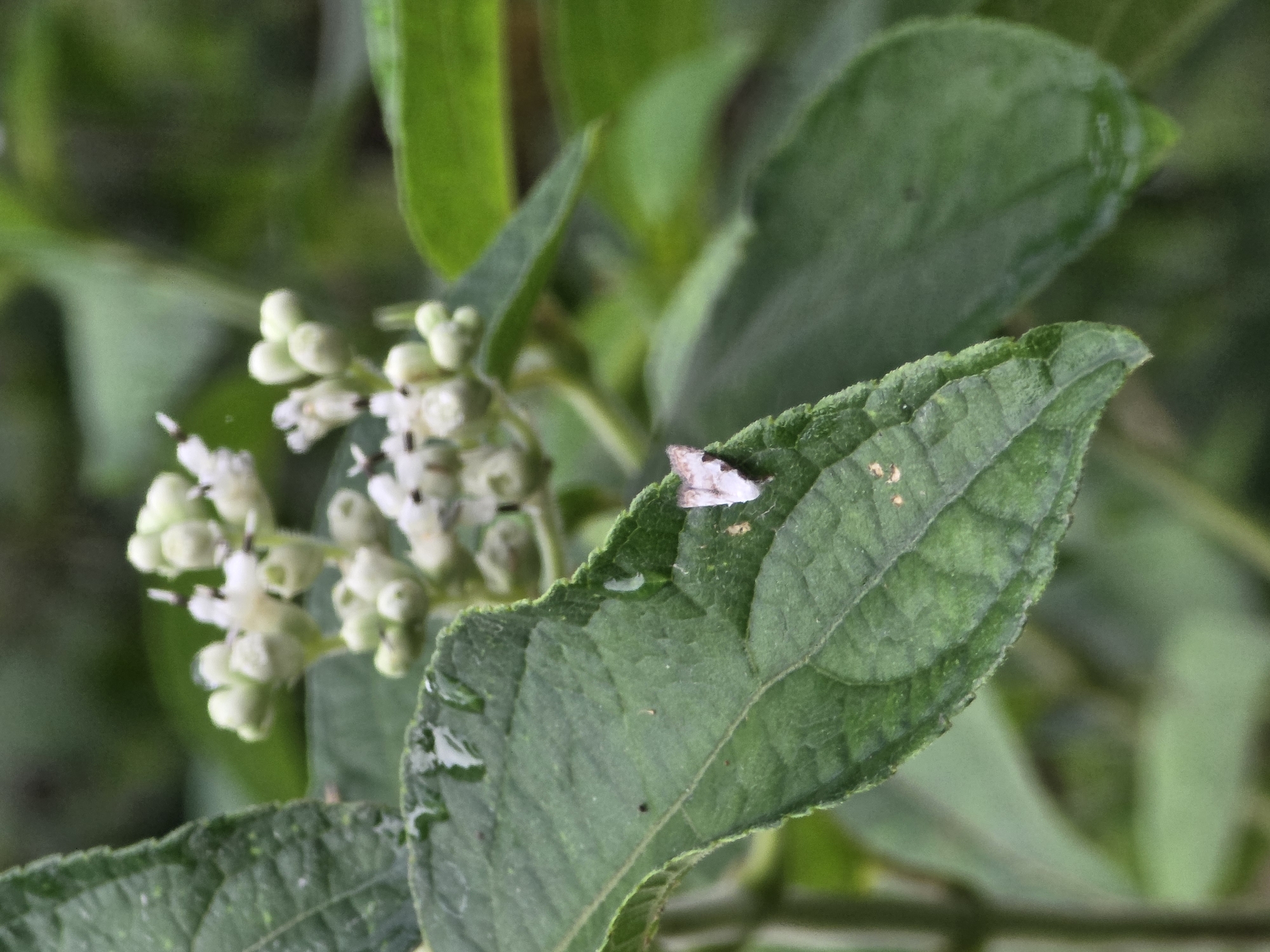 A close-up shot shows a cluster of small, white flowers with delicate petals, some of which appear to be buds. These flowers are on a stem in the background. In the foreground, a large green leaf is positioned diagonally, with water droplets visible on its surface. A tiny, light-colored moth, with its wings folded, is resting on the leaf, near the lower right edge. The background is blurred and consists of more green foliage and stems, suggesting an outdoor natural setting. The lighting suggests an overcast day or shade.