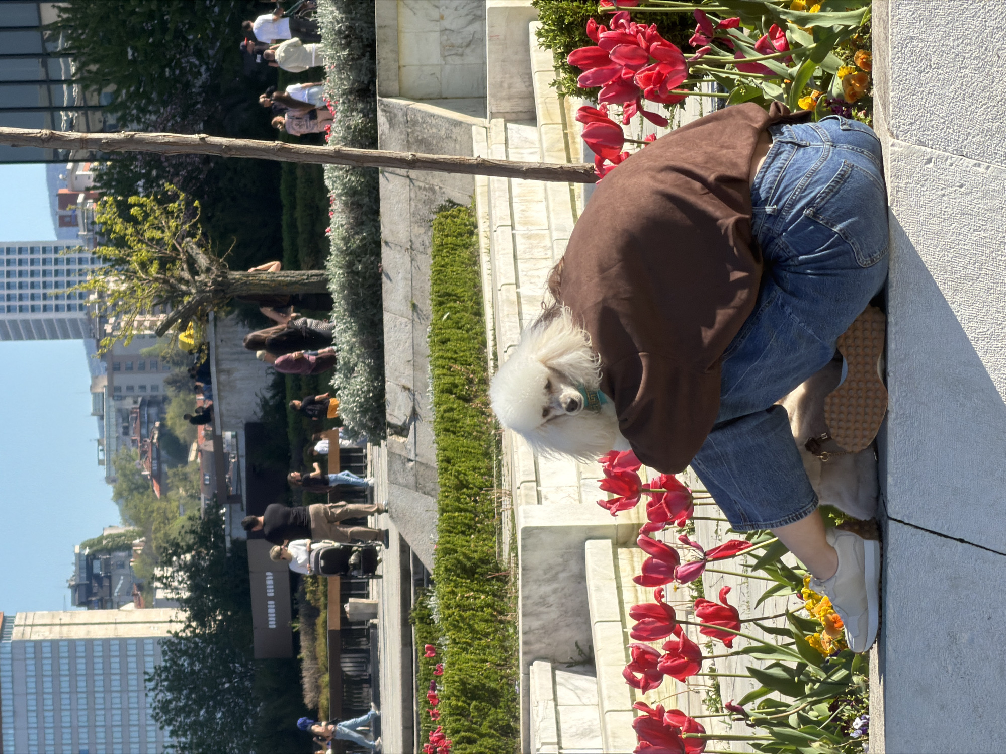 A wide-angle, medium shot reveals a person and a dog amid a floral display, with a cityscape visible in the background. The person, dressed in a brown top and blue jeans, is leaning toward a flower bed filled with red and yellow tulips. A small white dog is positioned near the person. The setting appears to be an elevated platform, with stone steps and a low green hedge behind the flower bed. Several people are seen sitting or standing along the edge of the platform, overlooking a cityscape with buildings and trees. The presence of numerous flowers, a large gathering of people and the building style suggest that the location may be in Sofia, Bulgaria.