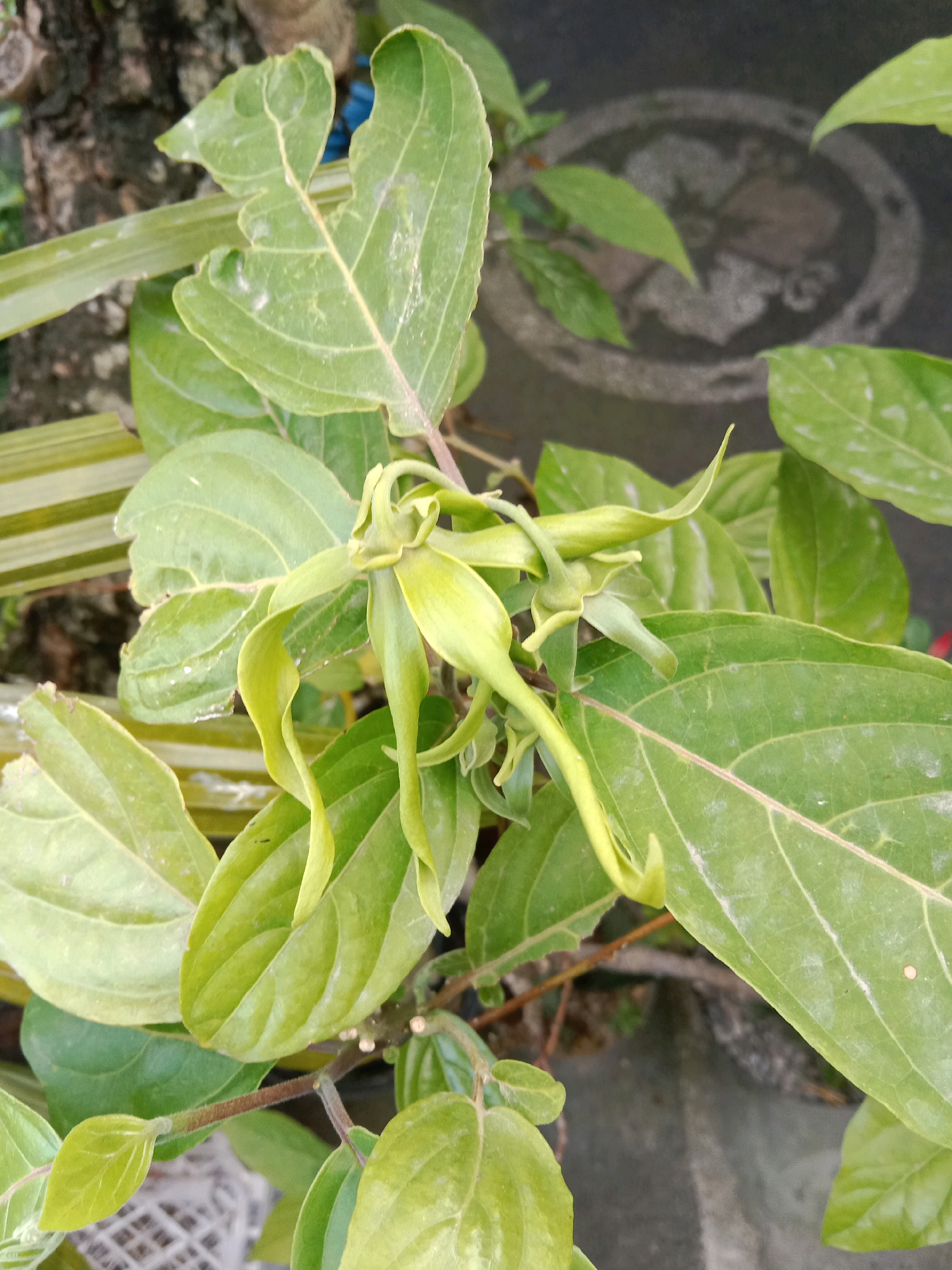 A close-up, high-angle shot captures a cluster of pale green, elongated flowers with spiraling petals, possibly ylang-ylang, amidst lush, green foliage. The leaves are broad and ovate with visible veins, and some show signs of damage with small holes and rough edges. The background is softly blurred, revealing a dark, textured surface that could be a paved area or a pot. A portion of a tree trunk with rough bark is visible to the left. The scene is outdoors, likely in a garden or natural setting, within the city of Mengwi, Indonesia.