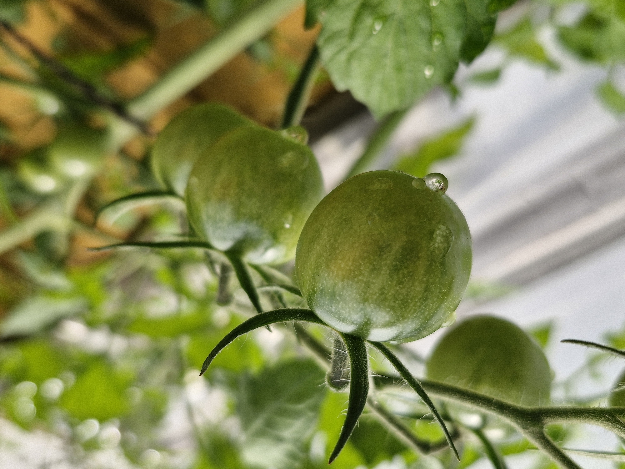 The image shows a close-up of unripe green tomatoes on a vine, with water droplets on the fruit and leaves. The tomatoes are a light green color with a slightly waxy surface, and some have subtle striations. The vine and leaves are also green and appear healthy. The background is out of focus, with suggestions of greenery and a lighter, possibly man-made structure. The lighting is soft and natural, indicating it was taken outdoors during the day. The image does not contain any people or specific identifiable landmarks that would indicate a location in Klaipėda, Lithuania.