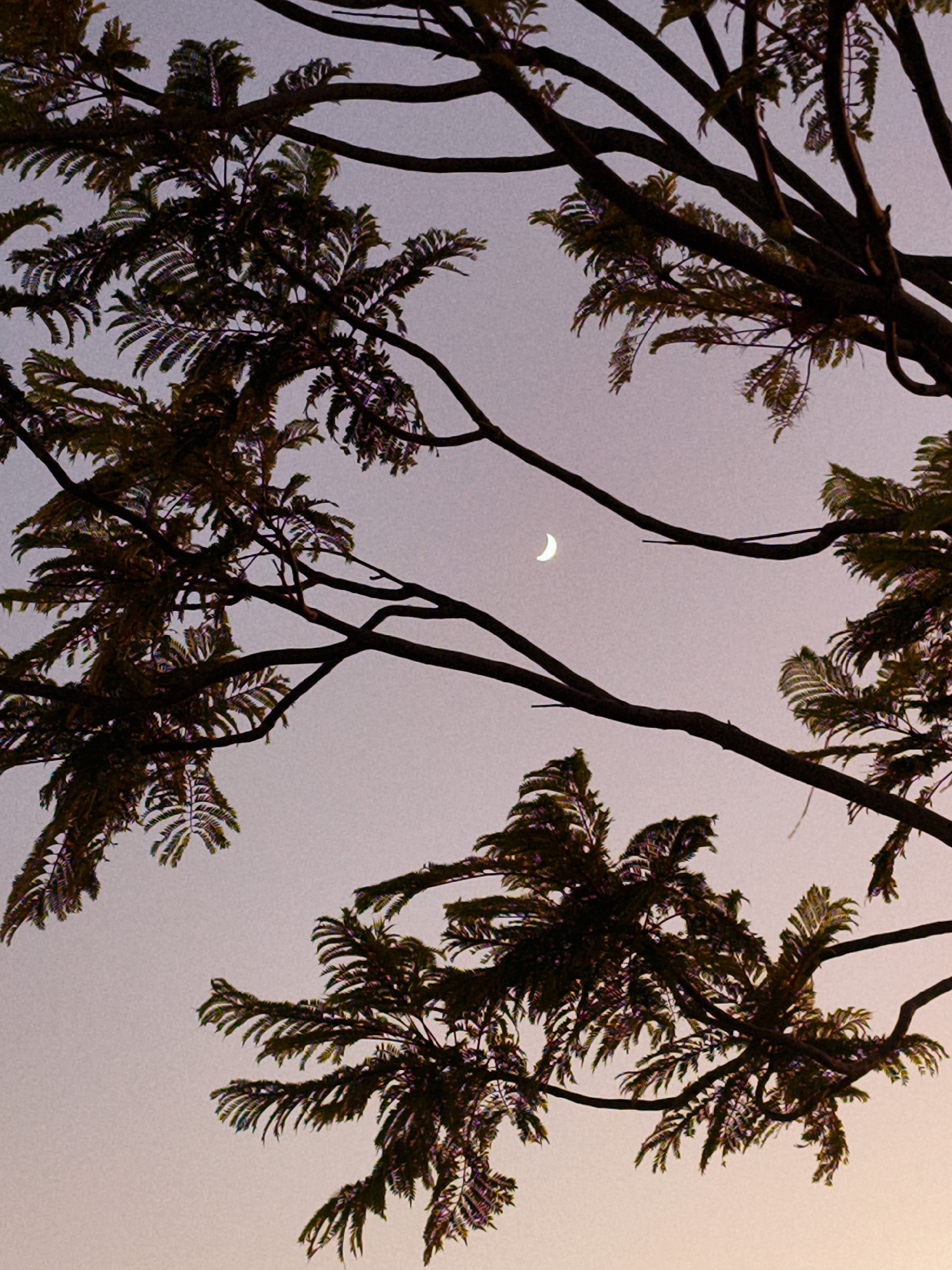 The image captures a crescent moon against a dusky sky, partially obscured by the silhouette of tree branches and foliage. The branches are dark and intricate, creating a natural frame for the celestial body. The leaves are dense and feathery, suggesting a lush tree. The sky is a soft gradient of purple and pink, indicative of twilight. There are no people or man-made structures visible. The scene evokes a sense of natural tranquility and is consistent with a view from a park or open area in Be'er Sheva, Israel, likely during the evening hours.