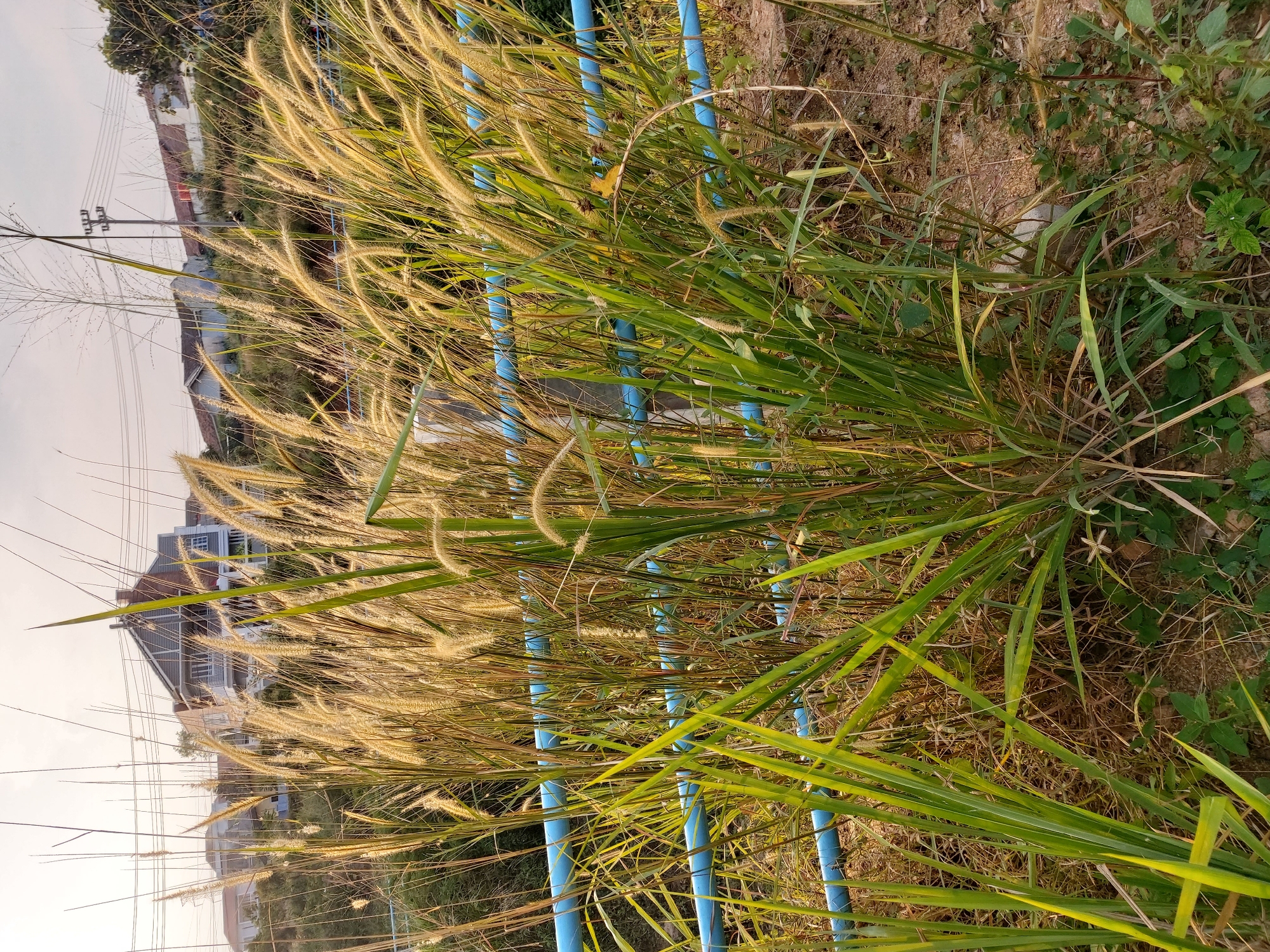 The image depicts a close-up view of tall, feathery grass with golden seed heads, illuminated by sunlight. In the background, a hillside is visible with several houses and a power pole with overhead lines. A blue pipe runs horizontally across the mid-ground, partially obscured by the grass. The ground in the foreground is a mix of soil and dry vegetation. The scene appears to be a residential area, likely on a slope, within Bandar Lampung, Indonesia, given the presence of the houses, power lines, and tropical vegetation.