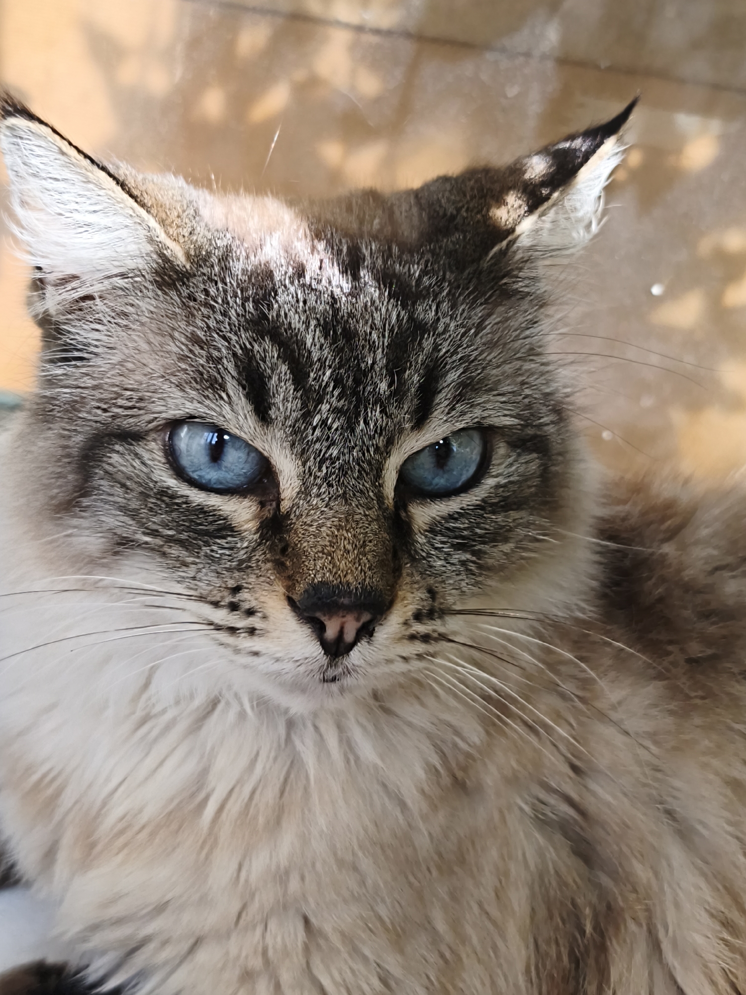 A close-up photograph depicts a cat with striking blue eyes. The cat's fur is a blend of beige and brown, with tabby-like markings on its face and head. The background appears to be a blurry, warm-toned surface. The location is not discernible from the image.