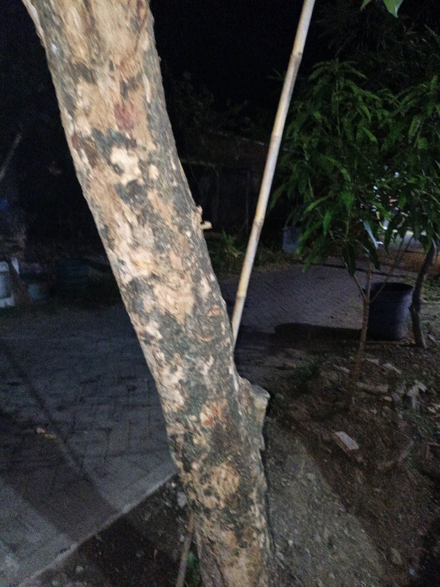 The image depicts a nighttime scene in Cikal, Indonesia. In the foreground, the textured bark of a tree trunk is visible, angled from the bottom left towards the top right of the frame. A thin, light-colored pole, possibly bamboo, runs diagonally from the middle left to the upper right, partially obscuring a cluster of dark green foliage to its right. The background reveals a paved walkway, shadowed and appearing slightly damp. Beyond the walkway, more trees and the indistinct shapes of objects, potentially garbage cans or containers, are present in the darkness. The overall impression is of an outdoor area, possibly a park or walkway, illuminated by artificial light, creating a dimly lit, somewhat grainy atmosphere.