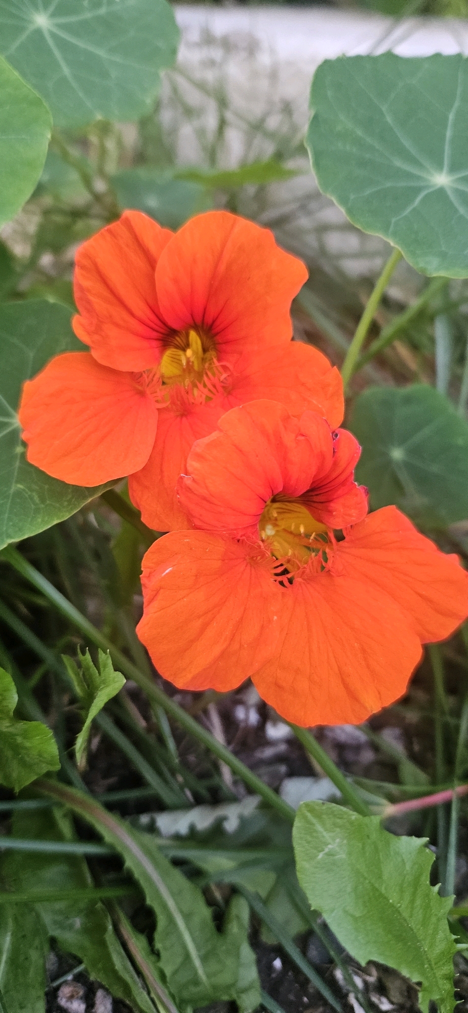 This is a close-up, vertically oriented, eye-level shot of two bright orange nasturtium flowers in a garden. The flowers are in sharp focus and fill most of the frame. Each flower has five petals with a slightly ruffled texture, and the centers are a deep yellow with visible stamens. One flower is positioned slightly above and to the left of the other.
The background is softly blurred, showing various shades of green from leaves and stems, and hints of brown earth or mulch. The environment appears to be outdoors in a natural setting, likely a garden. There are no people or animals visible in the image. The lighting suggests it is daytime, with soft illumination that highlights the vibrant colors of the flowers. The overall impression is one of natural beauty and growth. The image was taken in Vitsebsk, Belarus.