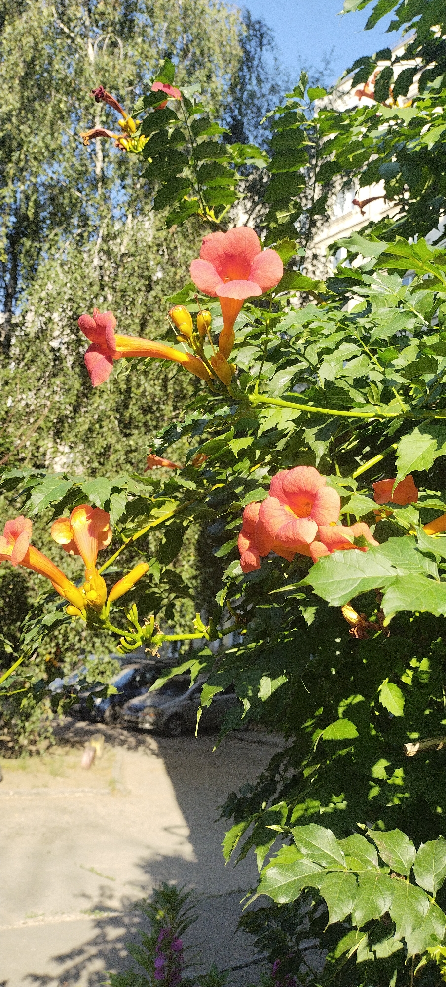 This is an outdoor, medium shot, vertical, eye-level, slightly right-facing photograph of orange trumpet flowers and green foliage. The flowers are in full bloom and are the primary subject of the image, with the leaves forming a lush backdrop. The background shows a blurred scene of what appears to be a residential area in Pisochyn, Ukraine. Several cars are parked on a concrete surface, and a building with windows is visible in the upper right quadrant of the image. The lighting suggests it is daytime, with sunlight casting shadows on the ground. A few purple flowers are visible at the bottom of the frame.