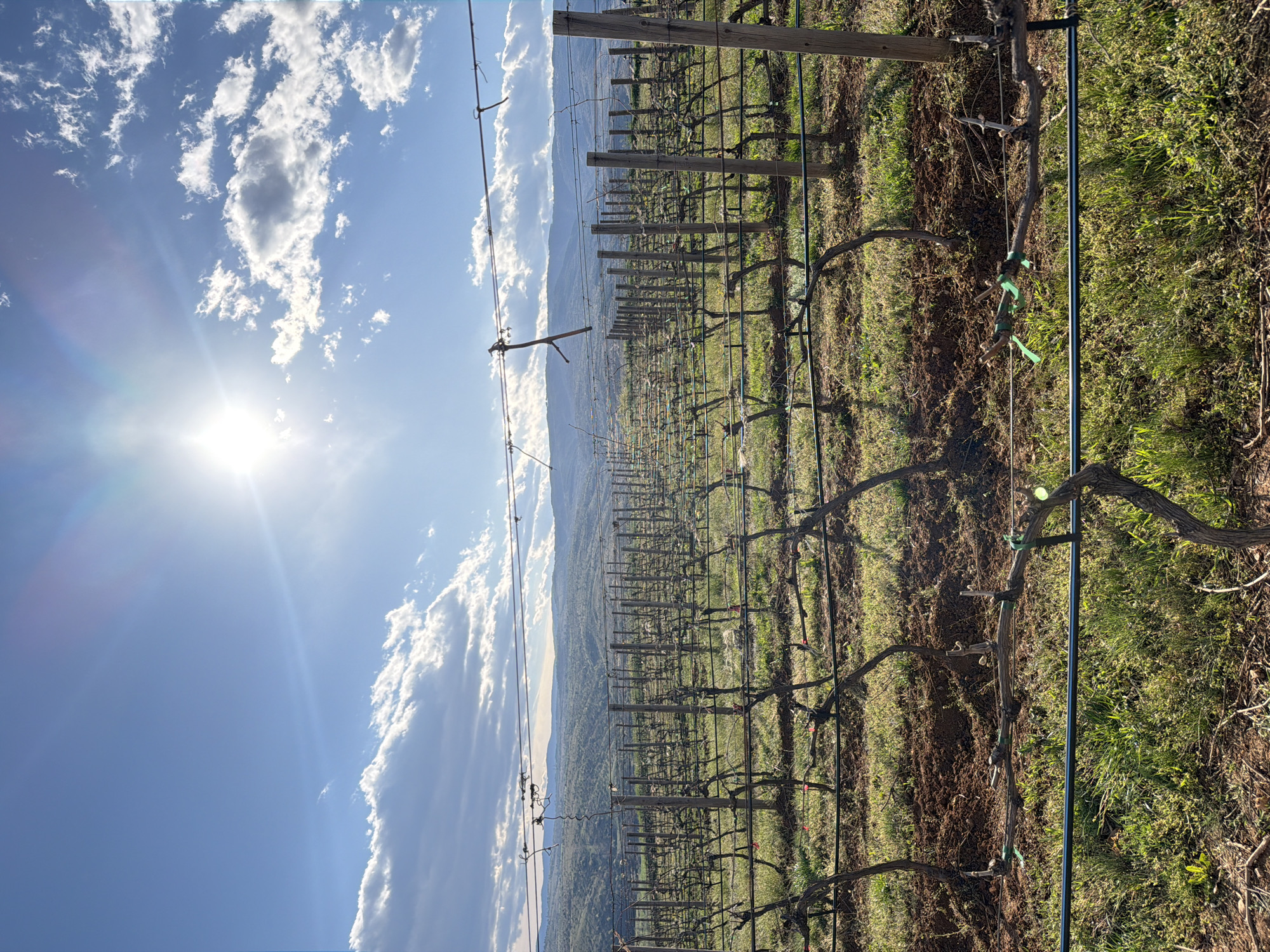 The image depicts a vineyard located in Kocherinovo, Bulgaria. The vineyard consists of rows of grape vines supported by wooden posts and wire trellises. The vines are currently dormant, with bare branches and evidence of pruning. The ground between the rows is a mix of bare earth and emerging green vegetation. Beyond the vineyard, a valley landscape is visible, with a distant ridgeline. The sky is blue with scattered cumulus clouds and a bright sun.