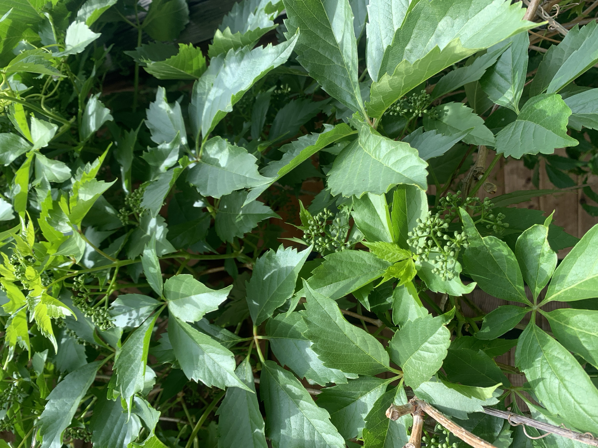 The image shows a close-up of Virginia creeper (Parthenocissus quinquefolia) foliage. The leaves are green, palmate, and arranged densely. The leaves are just budding. Small clusters of green flower buds are also visible. The background is blurred and hints at a wooden surface or structure behind the plant. The location in Chaikovsky, Russia, is unknown.