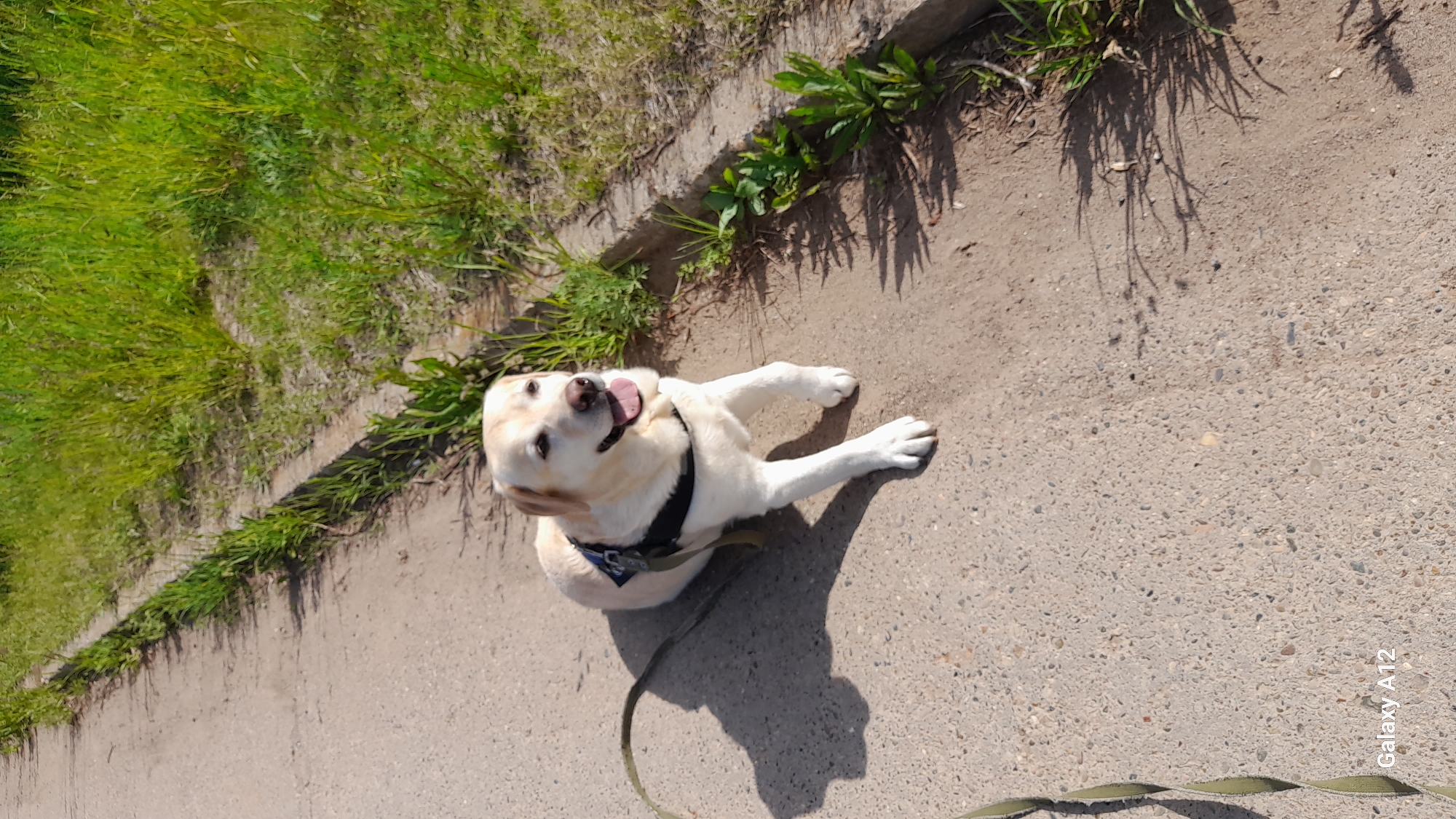 A light-colored Labrador Retriever dog is featured prominently in this high-angle shot, sitting or lying on a paved surface. The dog, likely a cream or yellow Labrador, is wearing a dark-colored harness and has its mouth open with its tongue slightly out, looking upwards towards the camera with an expression of contentment or attentiveness. A green leash extends from the dog's harness towards the bottom right of the frame.
The setting consists of a rough concrete or asphalt path, characterized by its speckled texture, alongside a strip of vibrant green grass and other foliage. A clear demarcation, possibly a curb or edge, separates the paved area from the grassy verge. The scene is brightly lit by strong sunlight, casting distinct, elongated shadows from the dog, the plants along the edge, and unseen elements off-frame, suggesting a sunny day, likely midday or early afternoon.
In the bottom right corner of the image, the text "Galaxy A12" is visible, indicating the model of the camera or phone used to capture the photograph. The overall impression is that of a dog enjoying a sunny outdoor moment.