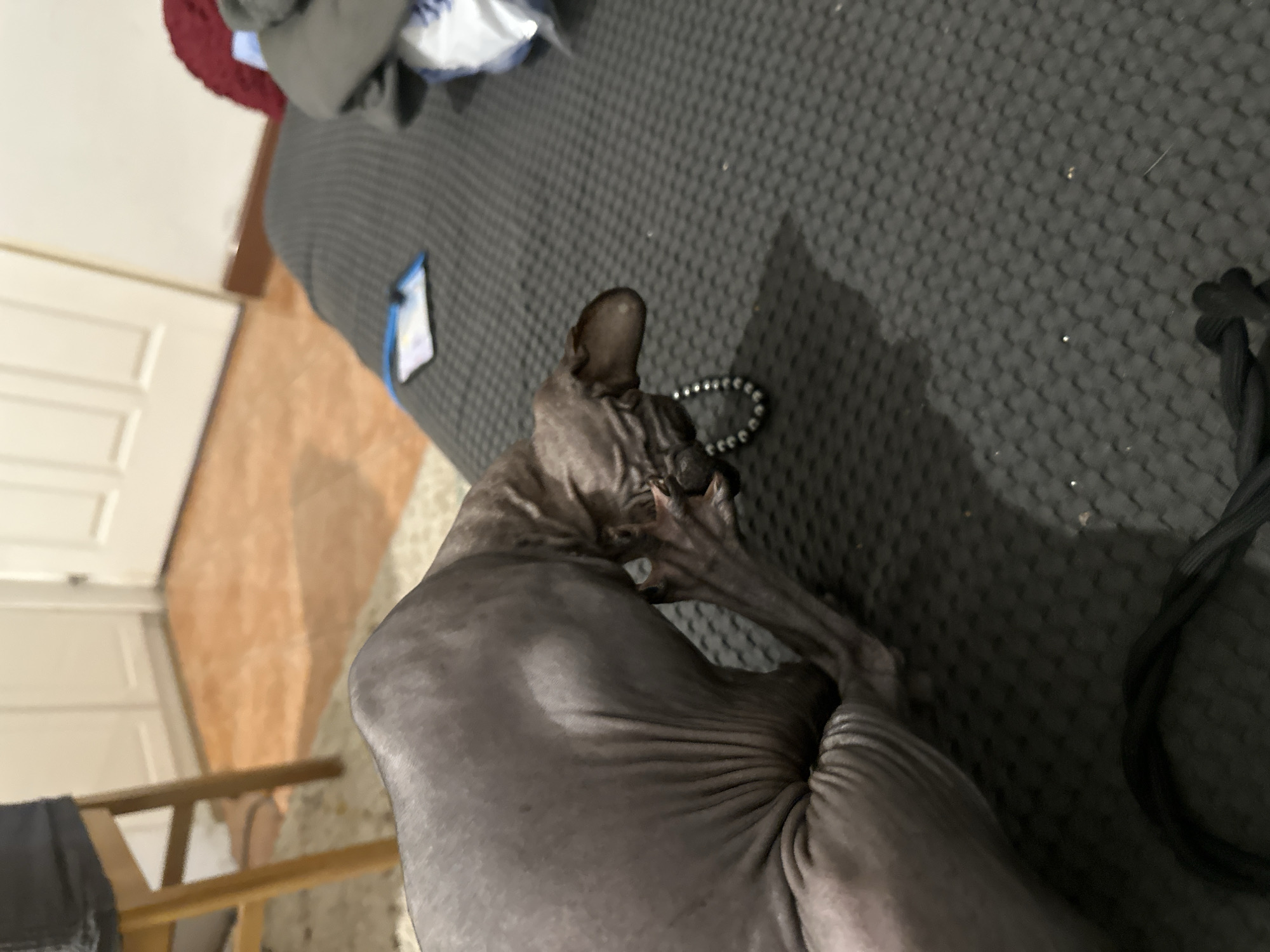 A hairless cat is resting on a dark gray textured surface. The cat is black and its skin is wrinkled. A string of beads and a black cord are near the cat. In the background, a white door and a beige tiled floor are visible. The location is unknown.