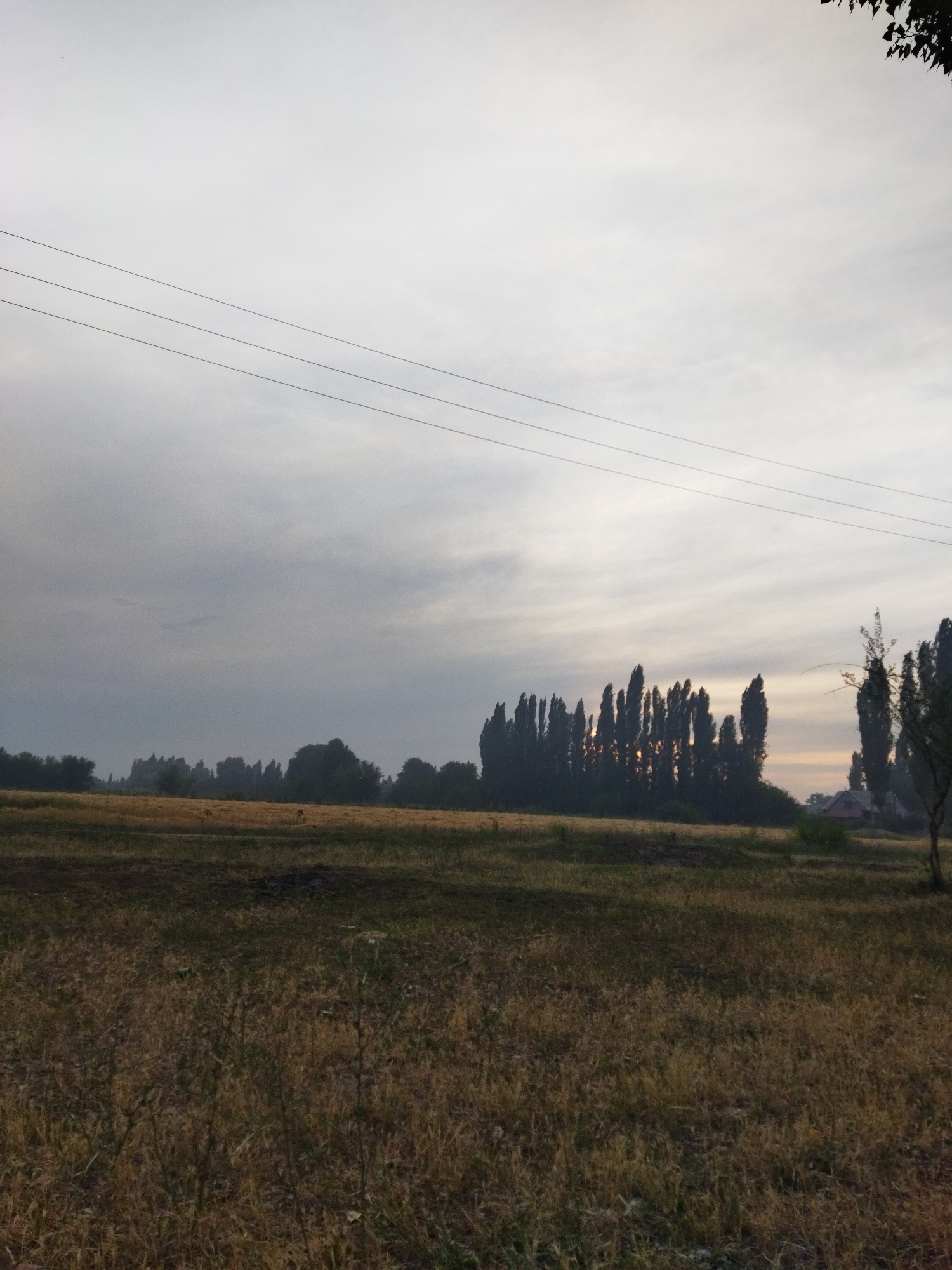 A wide-angle, low-light photograph captures a field of dry, tall grass in the foreground, with a line of tall, dark trees silhouetted against a cloudy sky in the middle ground. The trees are clustered together, with sunlight peeking through the gaps between them, creating a dappled effect. In the distance, a red-roofed building is visible to the right of the trees. Three parallel power lines are strung across the upper portion of the frame, extending from left to right. The sky is overcast, with patches of lighter clouds indicating a diffuse light source, possibly sunrise or sunset. The environment suggests a rural or semi-rural setting, consistent with the outskirts of Krasnaya Reçka, Kyrgyzstan. No people or animals are visible in the image.