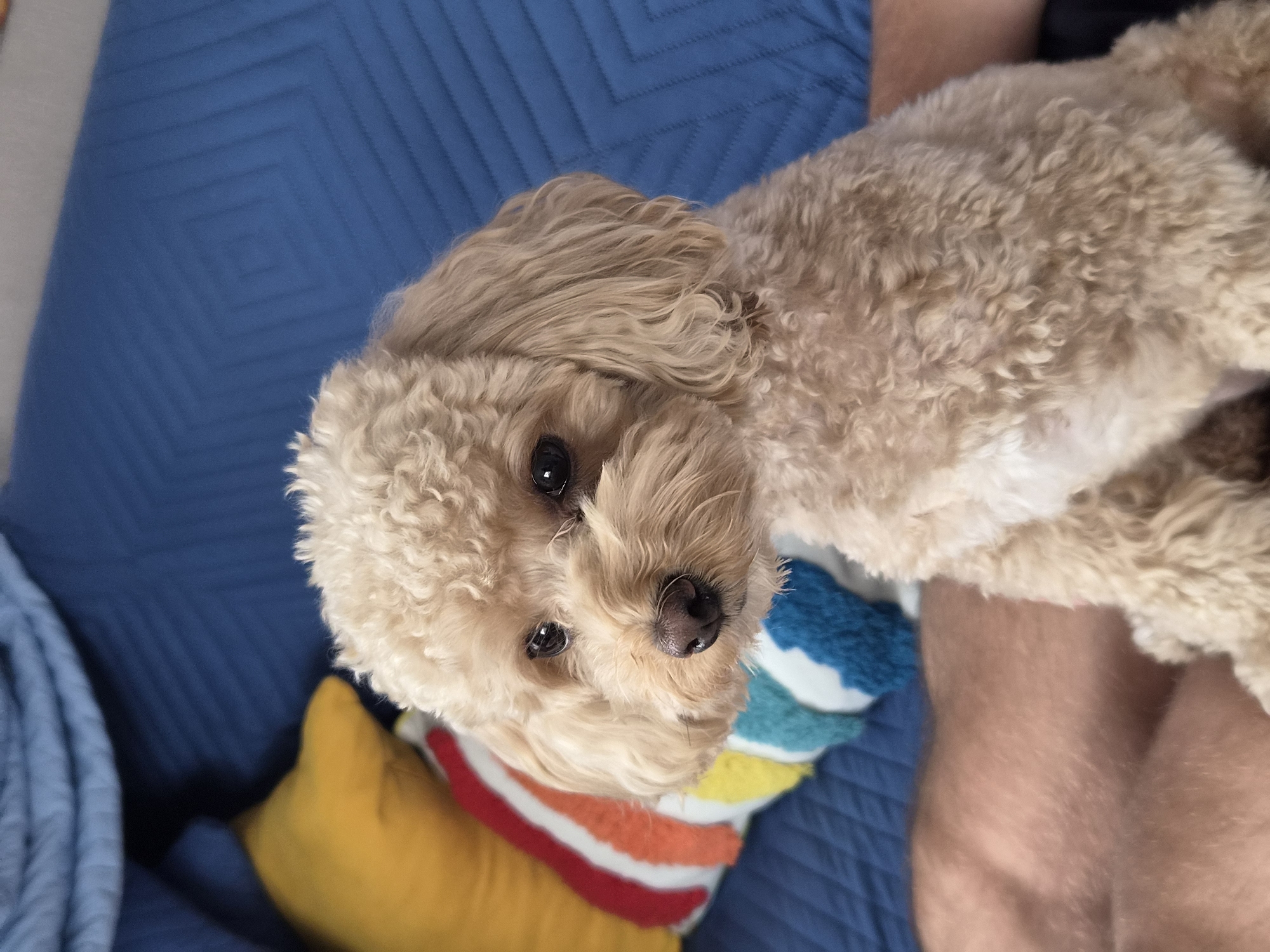 A light brown poodle with dark eyes and a pink nose is sitting on a blue quilted couch next to a pillow with rainbow stripes. The dog is looking slightly to the right. The left side of the image shows a portion of a person's leg. The background is a blue quilted surface.