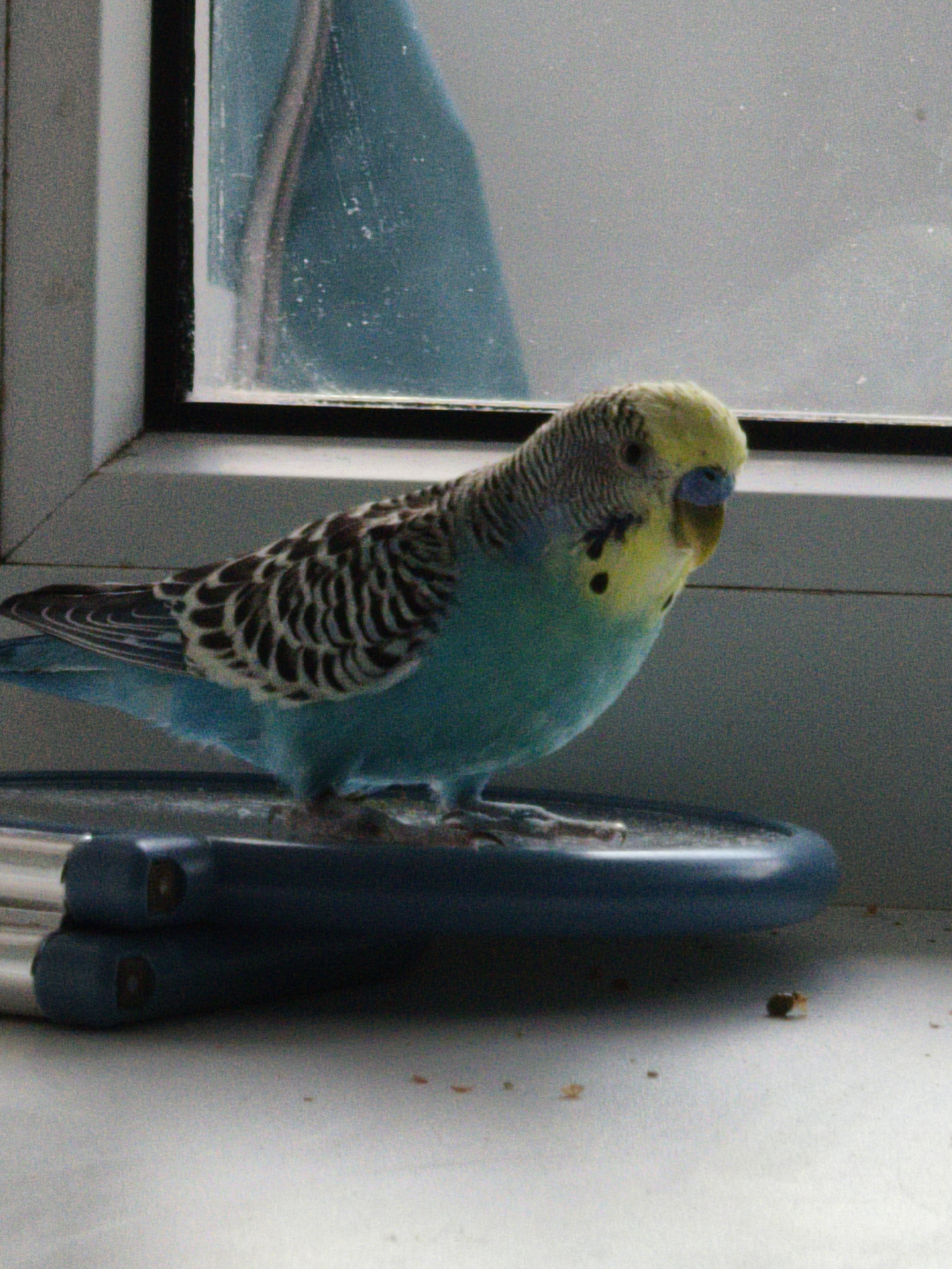 A budgerigar, with bright blue and yellow plumage, is perched on a dark blue, oval-shaped object. The bird is facing to the right, with its beak open. Its left foot is clearly visible. The background consists of a window with a blue-tinted reflection and a white windowsill. A small, dark speck, possibly a seed or crumb, is present on the windowsill in the lower right portion of the image. The scene is likely indoors, in a residential setting in Chaikovsky, Russia, given the context.