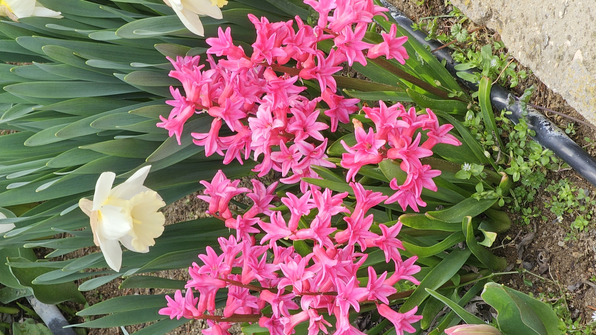 The image presents a close-up view of a garden bed with blooming flowers. The dominant flowers are vibrant pink hyacinths clustered together. To the left, there's a single white and yellow daffodil. The flowers are surrounded by long, green leaves that appear to be emerging from bulbs in the ground. The ground is visible with brown soil and small patches of green weeds. A black irrigation tube is also visible in the scene. Given the common presence of these flowers in urban gardens, and lacking specific location cues within the image, it's impossible to confirm if the image originates from Varna, Bulgaria. The description focuses solely on the visible content of the image.