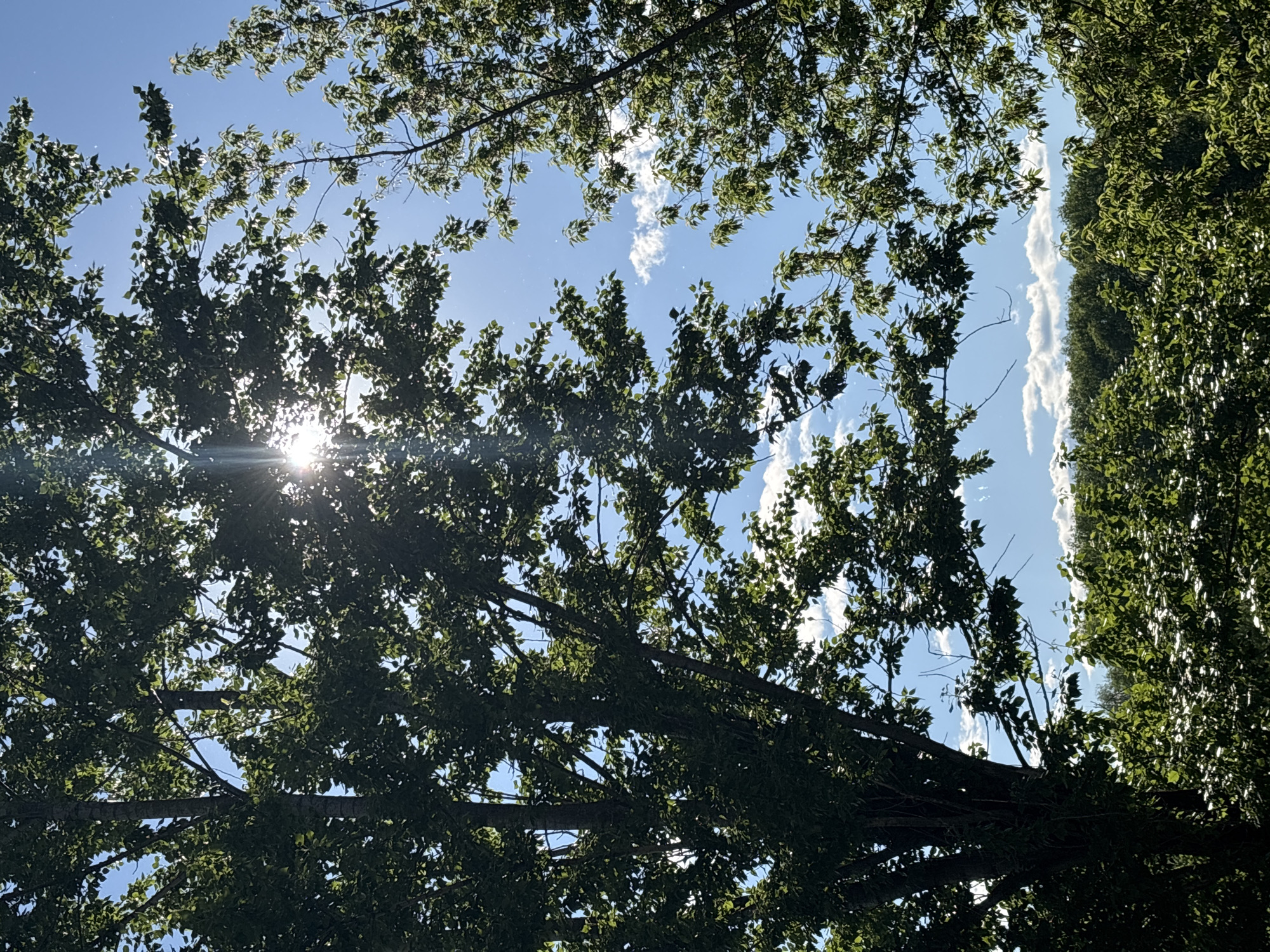 The image captures an upward view through a dense canopy of lush green trees towards a bright blue sky. Sunlight streams prominently through the leaves on the left side of the frame, creating a striking sunburst effect and visible lens flare.
The scene is dominated by the intricate network of tree branches and countless green leaves, some appearing dark in silhouette against the bright sky, while others are brightly illuminated by the sun. The sky is predominantly clear and blue, interspersed with scattered, wispy white clouds. On the far right side of the frame, a distinct vertical mass of dense green foliage suggests a distant tree line or a tall, contiguous section of forest, also set against the blue sky.
This natural setting depicts a bright and sunny daytime, likely morning or late afternoon, given the angle of the sun. The weather appears clear and pleasant. There are no identifiable people, objects, or visible text in the image. The location is contextualized as Rusanovo, Russia. The overall mood conveyed is one of peaceful natural beauty and the warmth of a sunlit day.
