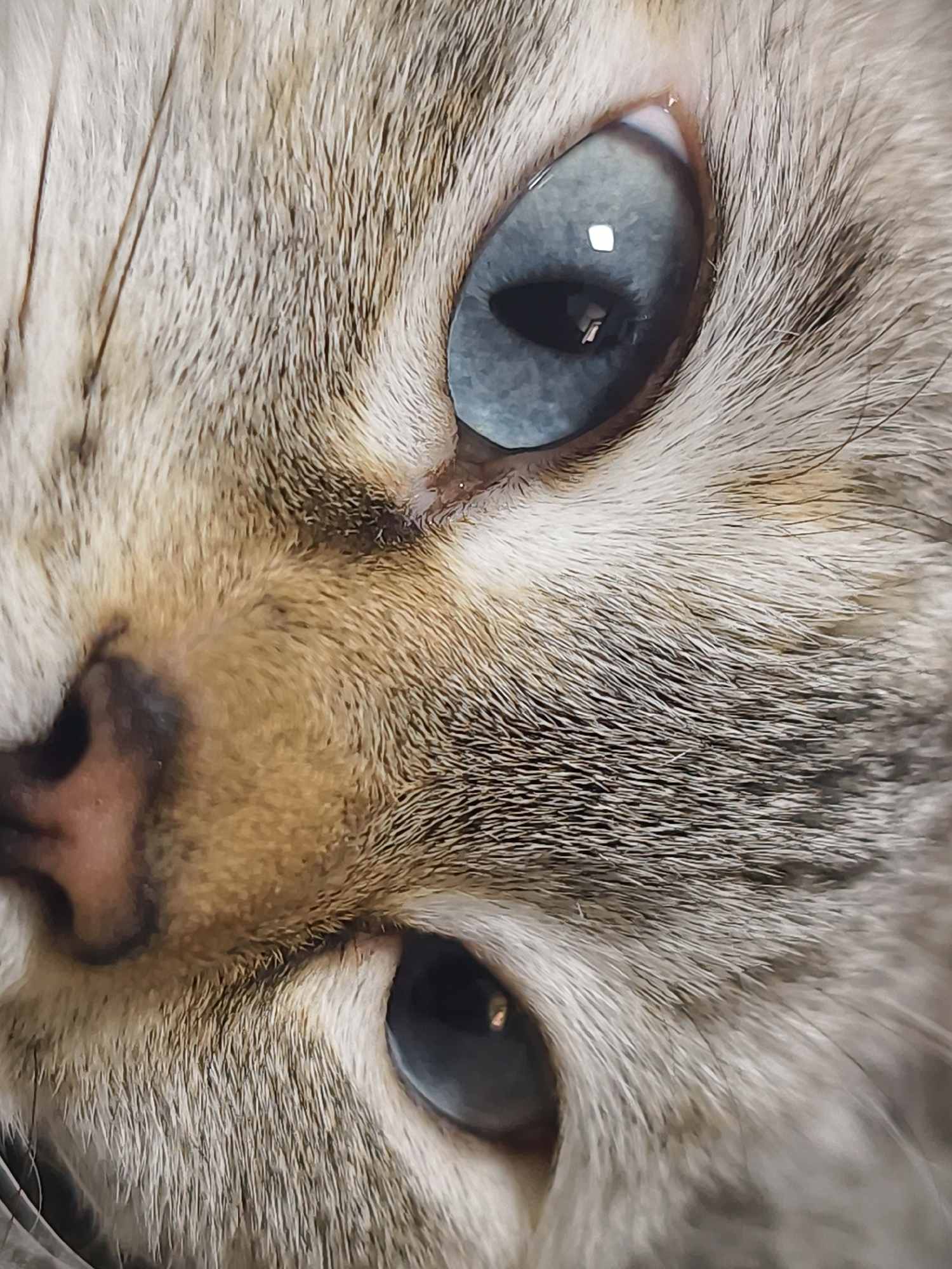 A close-up photograph shows the left side of a cat's face. The cat has silver and tan fur. The nose is pink with darker markings. The cat has two visible eyes that are blue. The surrounding fur is detailed, showing individual hairs. The background is out of focus. The image does not contain any contextual elements to determine a location in the city of Chaikovsky, Russia.