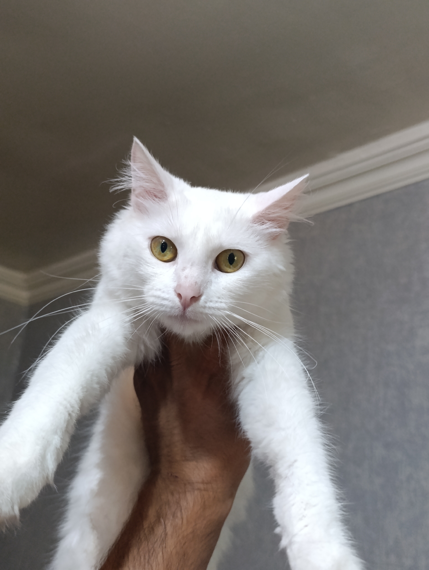 A medium close-up shot captures a white cat being held up by a person's hand. The cat, with bright yellow eyes and long white whiskers, looks directly at the camera with a curious expression. Its fur appears fluffy and well-groomed. The background consists of an interior wall with textured grey wallpaper and a white molding strip along the top. The lighting is soft, suggesting an indoor setting. No specific location in Baku, Azerbaijan, is discernible from the image content.
