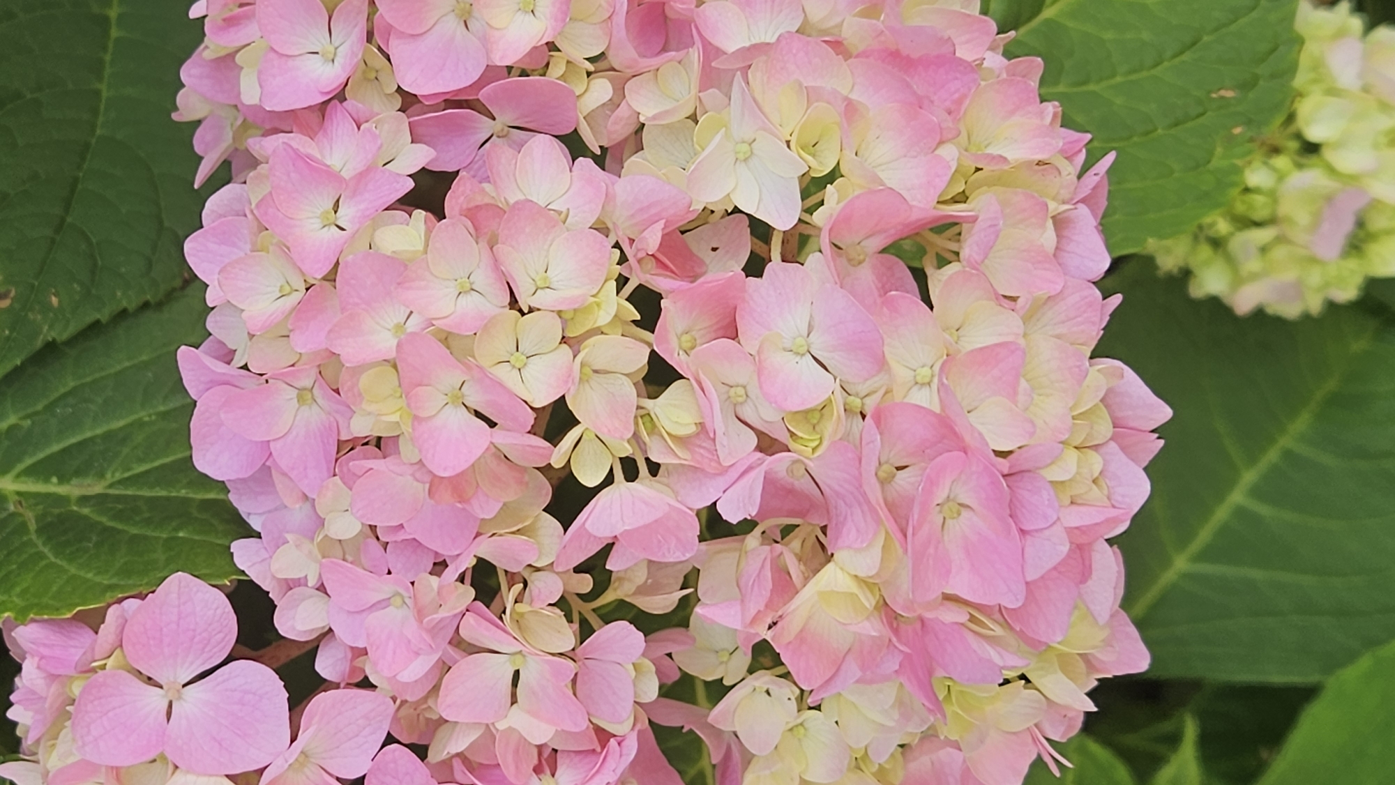 The image is a close-up, vertical shot of a cluster of pink and white hydrangeas, with green leaves visible in the background and along the sides. The flowers are in various stages of bloom, with some petals showing a gradient from pink to white. The lighting is natural and appears to be from above, creating soft shadows. The overall impression is one of natural beauty and vibrant color. The image does not contain any identifiable landmarks or elements that would allow for pinpointing a specific location within the city of Prešov, Slovakia.