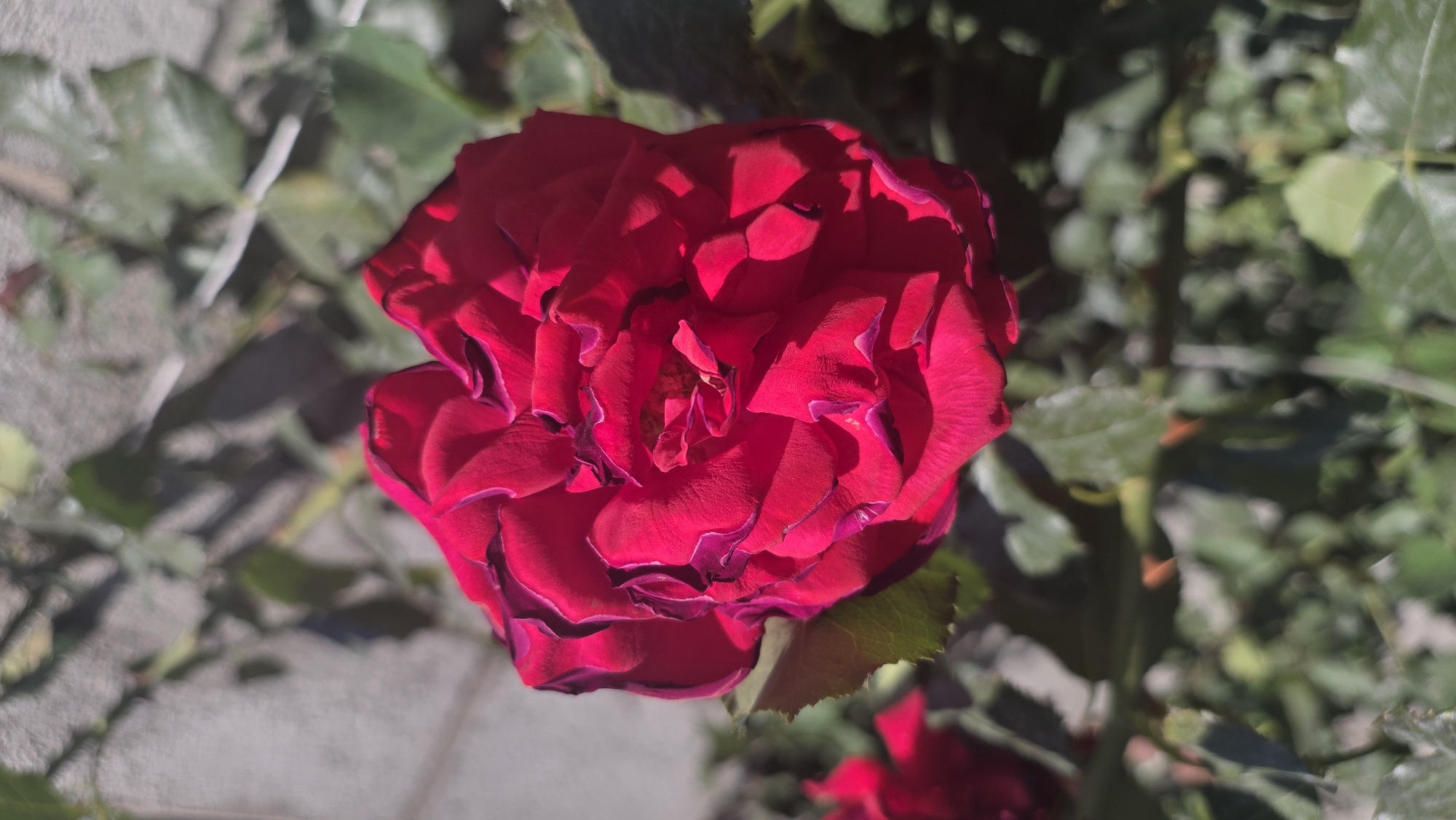 A close-up, slightly angled shot shows a vibrant red rose in bloom, with dark, almost black, edges on some of its ruffled petals. The rose is the primary subject, occupying the majority of the frame. Behind and to the left of the rose are soft-focus green leaves and stems, suggesting a garden or natural setting. The background on the right consists of blurred gray stone or concrete paving, indicative of an urban or paved area. The lighting suggests it is daytime, with bright sunlight casting shadows on the petals. The overall impression is a detailed view of a single, richly colored flower in an outdoor environment. This image was taken in Tokmok City, Kyrgyzstan.