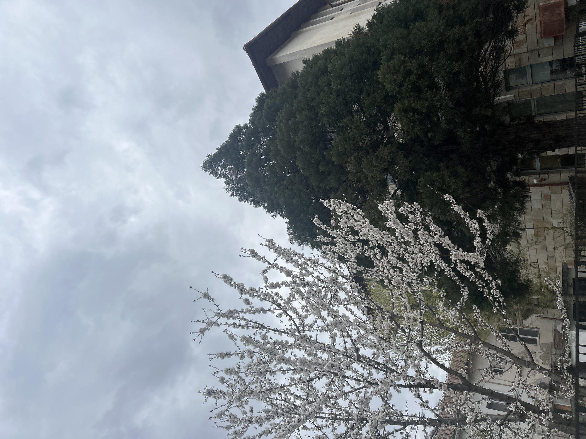 The image captures a cloudy day in Zlatograd, Bulgaria. In the foreground, a blooming tree with white flowers obscures part of the view. Behind it, a tall evergreen tree stands next to a multi-story building with visible windows, a brown roof, and a fire escape. The sky is overcast with gray clouds. The building's exterior appears somewhat weathered.
