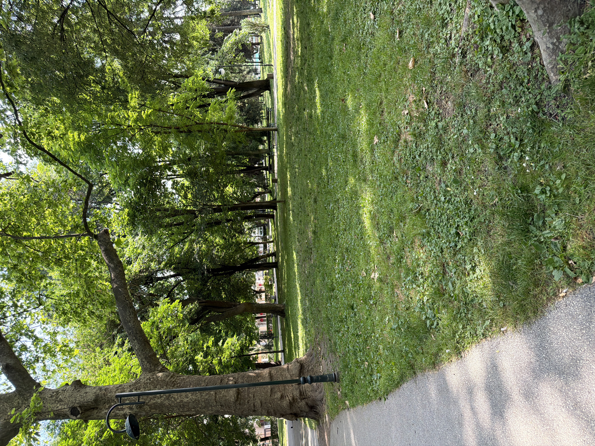 The image displays a sunlit public park environment located in the city of Plovdiv, Bulgaria. A grey, asphalt paved pathway, exhibiting dappled shadows from overhead foliage, curves along the left side of the scene, receding into the distance. To the immediate right of the pathway, a large expanse of green grass covers the ground, interspersed with various smaller green plants and scattered dried brown leaves. The grass shows patches of irregular growth.
Numerous deciduous trees with dense green foliage populate the park, filling the mid-ground and background. Sunlight filters through the tree canopy, creating bright areas on the leaves and casting distinct shadows on the ground. A large tree with a thick, textured, grey-brown trunk stands prominently on the far left, featuring a robust, horizontal branch extending towards the center. A black metal lamppost is attached to the lower section of this tree's trunk. Further into the park, multiple tree trunks of varying sizes are visible.
In the mid-ground, positioned within the grassy area and partially obscured by trees, at least two green metal park benches are discernible. Another dark-colored lamppost is visible in the background, towards the right side of the image. Through the gaps in the foliage in the far background on the left, portions of buildings with light-colored facades and red-tiled roofs are visible. A single, small grey bird is present on the paved pathway near the base of the large tree on the left. No human figures are visible in the scene.