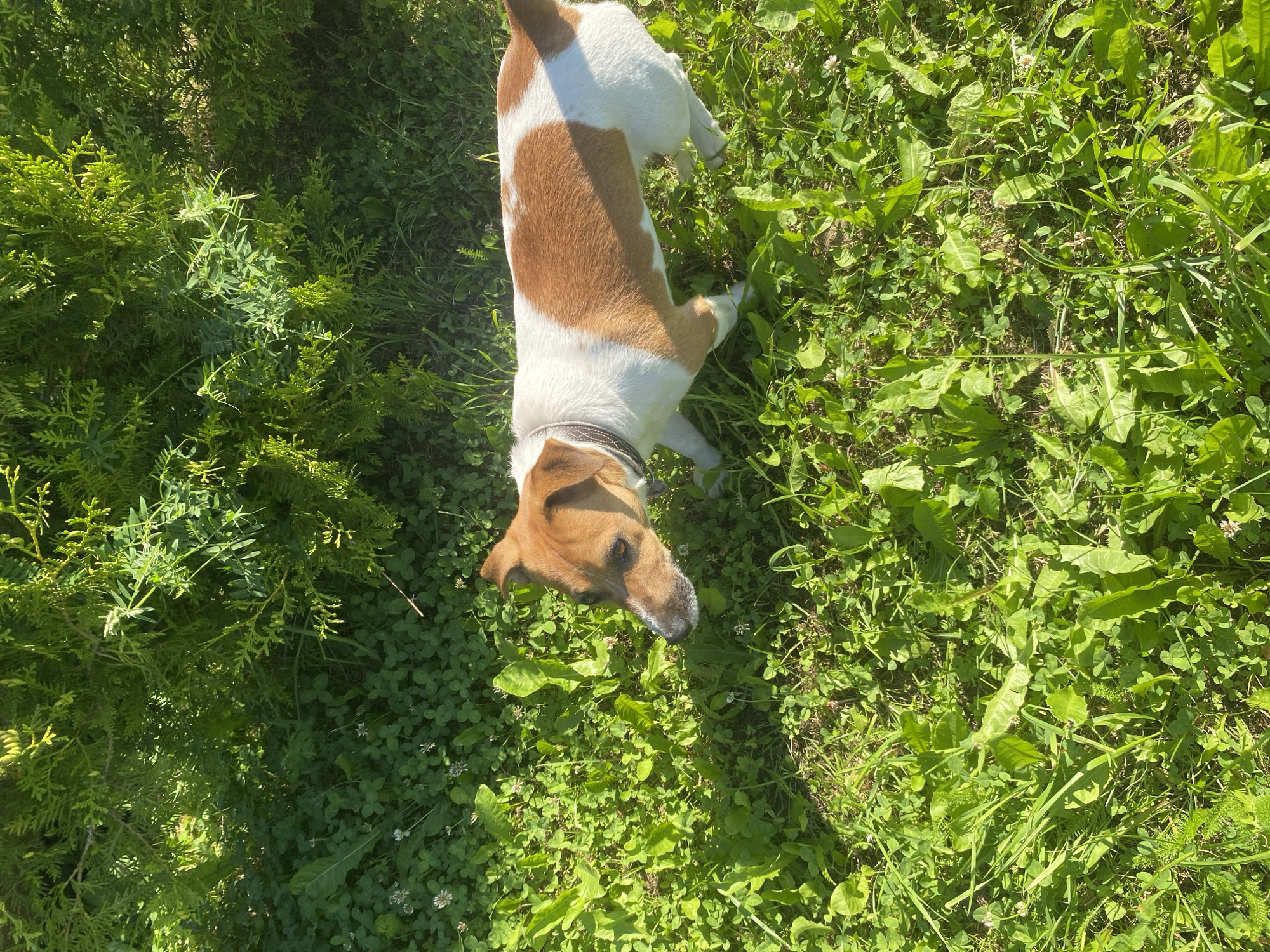 A Jack Russell Terrier with white and tan markings stands in a grassy area. The dog is facing left, with its head slightly lowered, appearing to be sniffing the ground. The grass is lush and green, with some clover and other low-lying plants visible. In the background, there is a dense evergreen bush. The scene is illuminated by sunlight, casting shadows on the grass. The image was taken in Bol'shoe Zaborod'e, Russia.