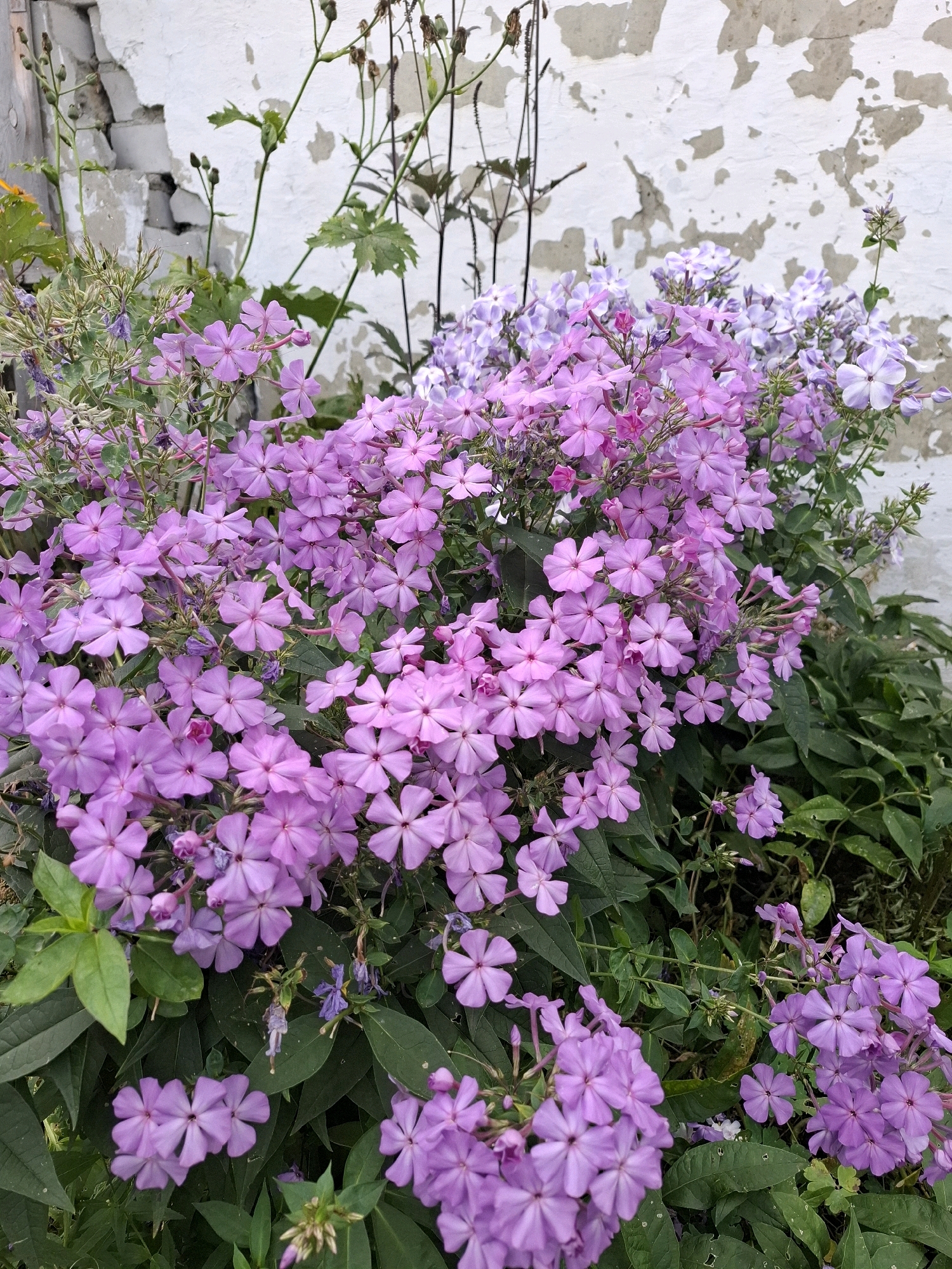 In Tyumen, Russia, a cluster of vibrant pink and purple phlox flowers blooms against a weathered white brick wall. The wall shows signs of disrepair, with peeling paint and exposed brickwork. The phlox flowers are densely packed, with numerous five-petaled blooms in various shades of pink and lavender. Some flowers are in full bloom, while others are still in bud. Green foliage surrounds the flowers, creating a lush and naturalistic scene. The lighting suggests it is daytime, likely overcast or in diffused sunlight, as there are no harsh shadows. The overall impression is one of natural beauty thriving in an urban setting.
