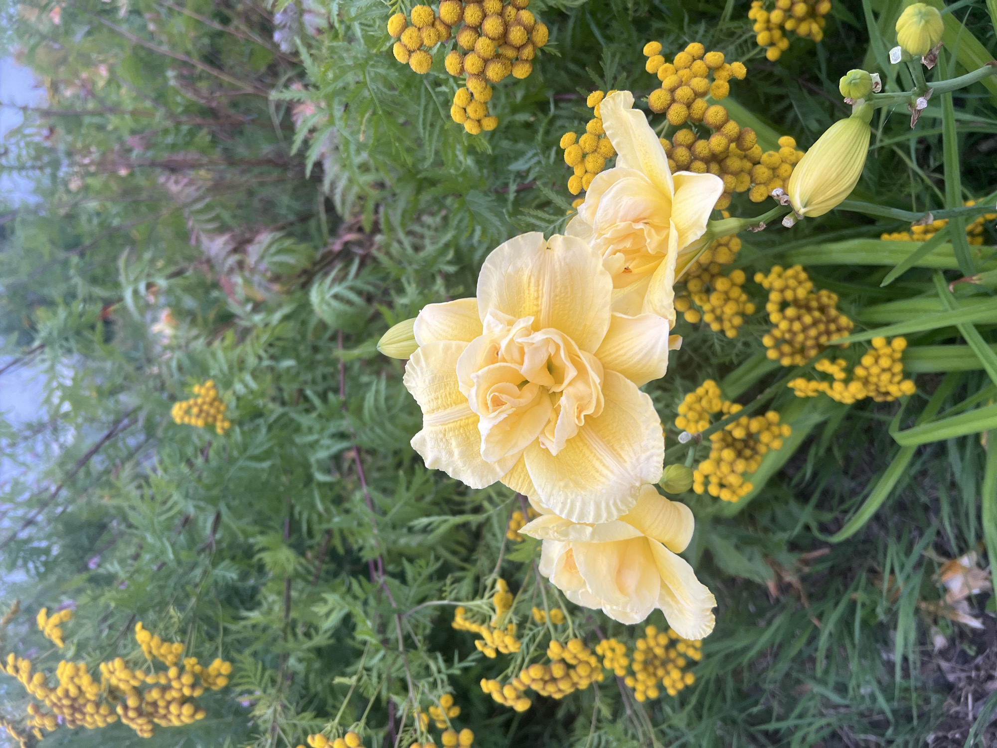 This is a close-up, eye-level, outdoor photograph of a cluster of yellow double daylily flowers in bloom. The flowers are soft yellow with ruffled petals. They are surrounded by smaller, button-like yellow flowers, likely tansy, and green foliage. The background consists of more green foliage and some blurred sky. The image is taken in a garden setting, possibly in Veliky Novgorod, Russia, given the context of the request. There are no people or animals visible in the frame, and no specific actions or interactions are depicted. The overall impression is one of natural beauty and floral abundance.