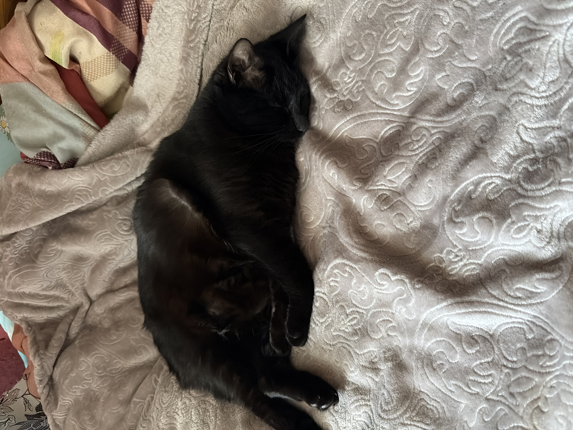 A black cat is sleeping on a textured blanket. The cat is curled up on its side, with its head resting on its paws. The blanket is light gray with a damask-like pattern. There are other blankets in the background with various colors and patterns. The scene appears to be indoors, likely in a bedroom. There is no information to suggest this location is in Петряксы, Russia.
