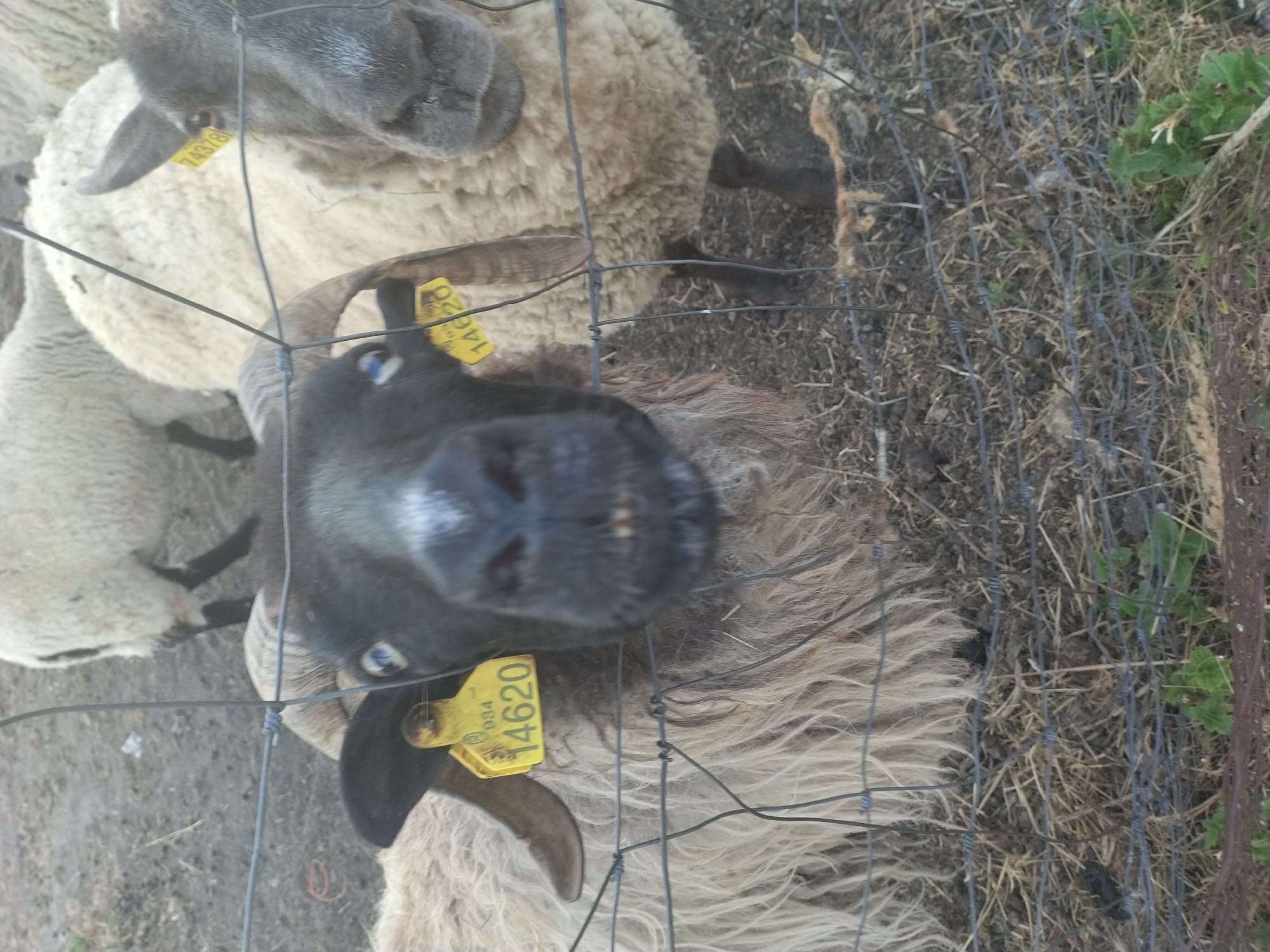 An extreme close-up, slightly blurry photograph shows the faces of two sheep behind a wire fence. The sheep in the foreground has a black face and is looking directly at the camera. It has a yellow ear tag on its left ear with the number "14620" printed on it, and another yellow tag on its right ear with "084" and "14620". This sheep also has visible teeth and a white marking on its forehead. To its right, another sheep, mostly cream-colored, with a gray face, is partially visible. This sheep also has a yellow ear tag, this one with "74378" printed on it. Both sheep have rough, light-colored woolly coats. The background is out of focus and appears to be a dirt or muddy area with some dry grass and straw. The wire fence in the foreground is a prominent element, with its wires crisscrossing the frame. The lighting suggests it is daytime, possibly late afternoon given the softness of the light. The location is identified as Dobev, Czechia.