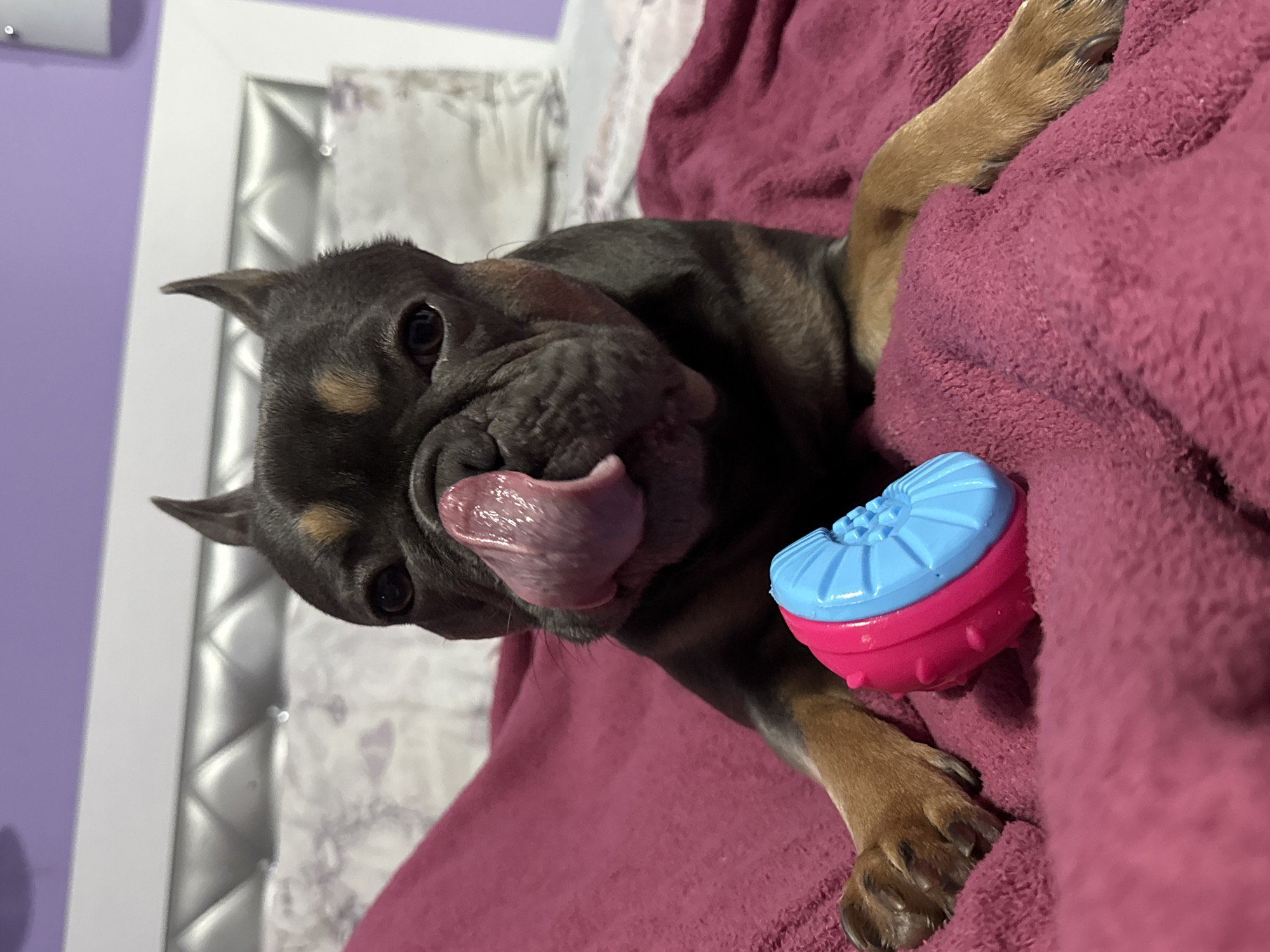 A medium shot shows a blue and pink toy next to a short-haired, black and tan dog with its tongue extended and licking its nose. The dog is lying on a dark pink fleece blanket. In the background is a padded headboard and a light purple wall. There is no indication of the location being in Burgas, Bulgaria.
