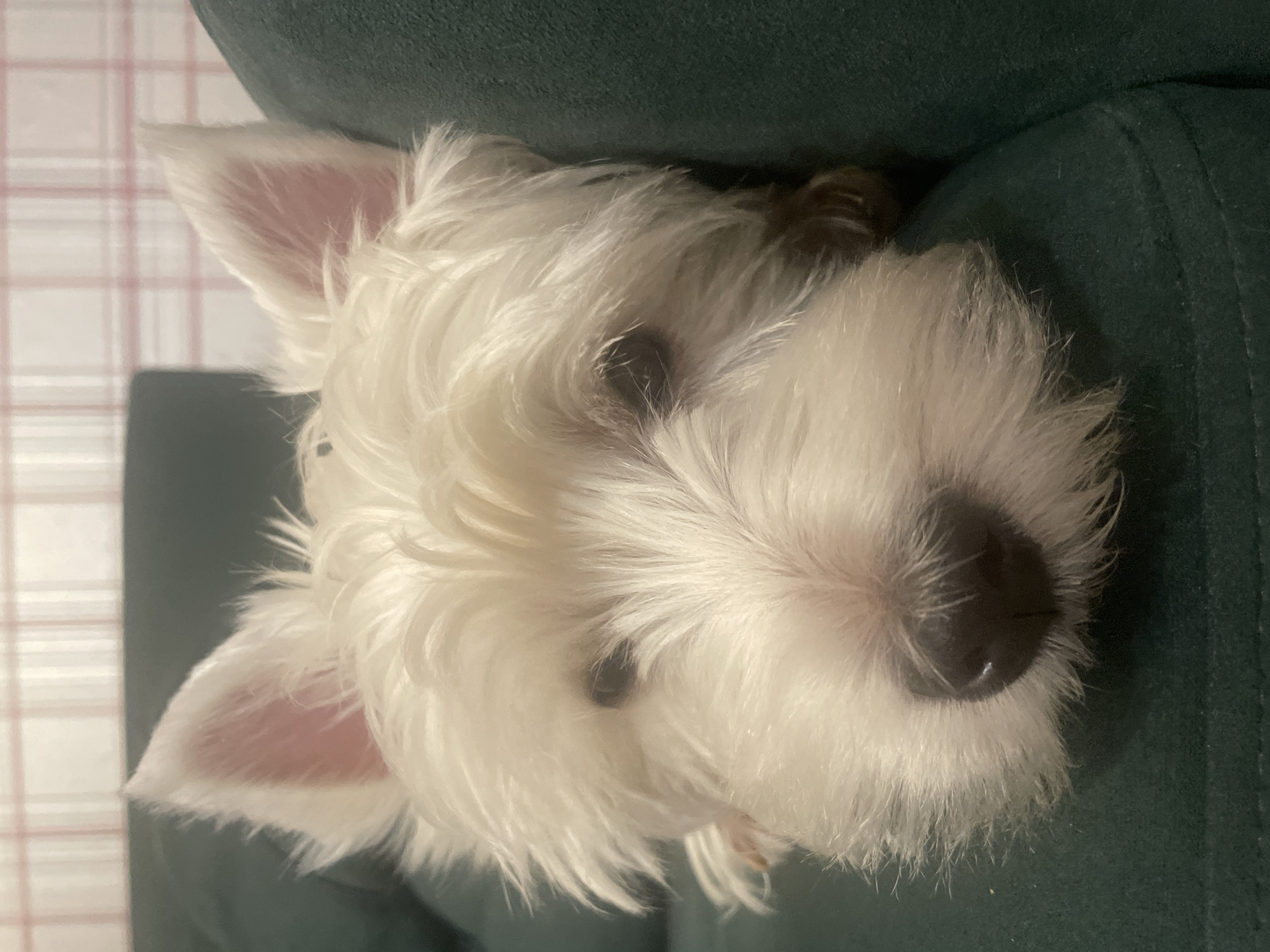 The image displays a close-up, vertical shot of a fluffy white dog, likely a West Highland White Terrier, peering over a dark green upholstered piece of furniture, such as a couch or armchair. The dog's head is tilted, and it looks directly towards the camera with dark, expressive eyes and a prominent black nose. Its thick, shaggy white fur covers most of its face, contrasting with the dark features. The dog's pointy ears stand upright, revealing a soft pink interior and fine white fur on the tips.
In the background, a light-colored wall with a subtle plaid or grid pattern is visible. The lighting suggests an indoor setting, and no specific time of day or weather can be determined from the image. The dog's expression appears curious, gentle, and relaxed. The crops provided offer closer details of the ears, eyes, and nose, confirming the textures and colors described. Although the image itself does not contain geographical markers, the provided context indicates the location is Samara, Russia. There is no visible text in the image.
