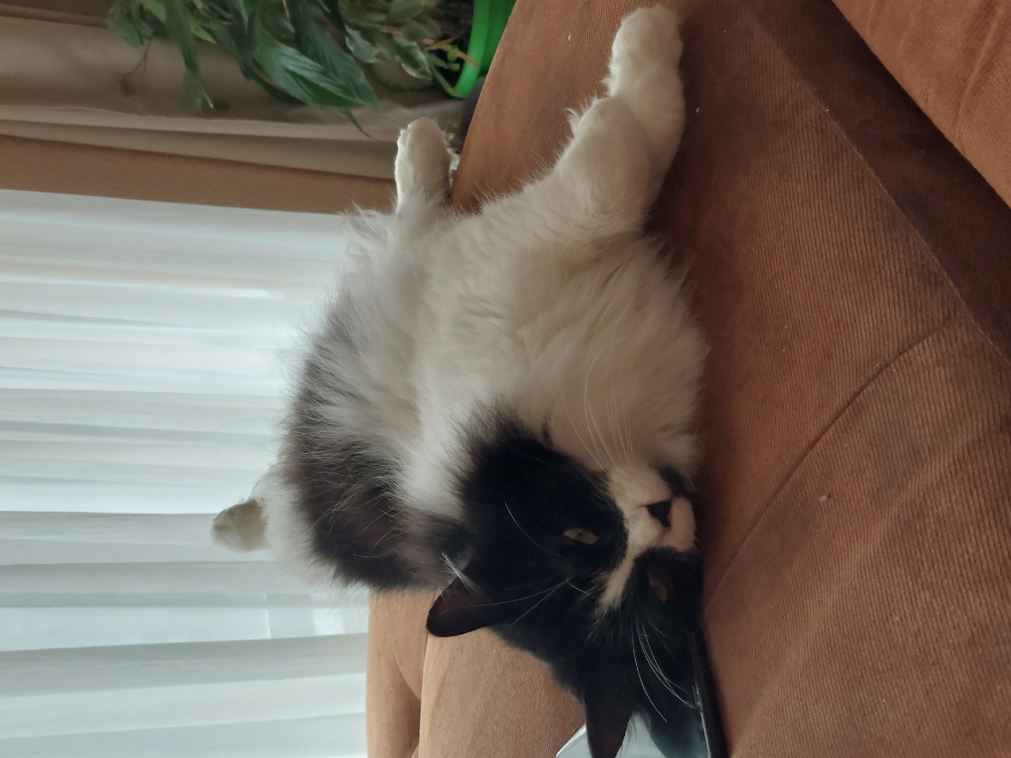 A black and white cat is lying on its back on a brown corduroy sofa. Its paws are extended upwards. The cat is positioned near a window with white blinds. Behind the cat and to the left is a green plant.