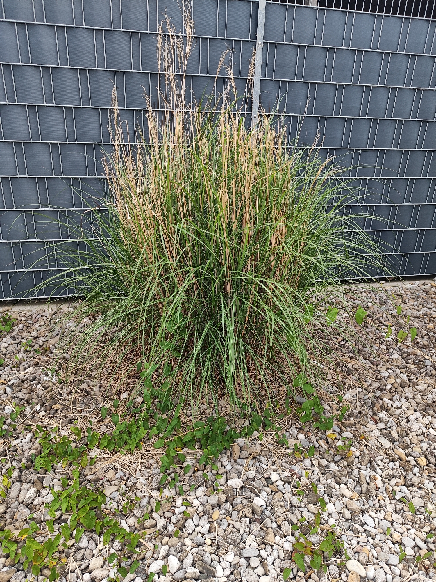 The image shows a clump of ornamental grass with dried seed heads and green blades, growing in a bed of small, grey and tan pebbles. The grass is situated in front of a dark grey privacy fence with a silver metal frame. Small green vines are growing amongst the pebbles at the base of the grass. The scene appears to be an outdoor area, likely a garden or yard, given the presence of decorative plants and landscaping materials. The fence suggests a boundary or enclosure. The lighting indicates it is daytime, with no shadows prominently visible.