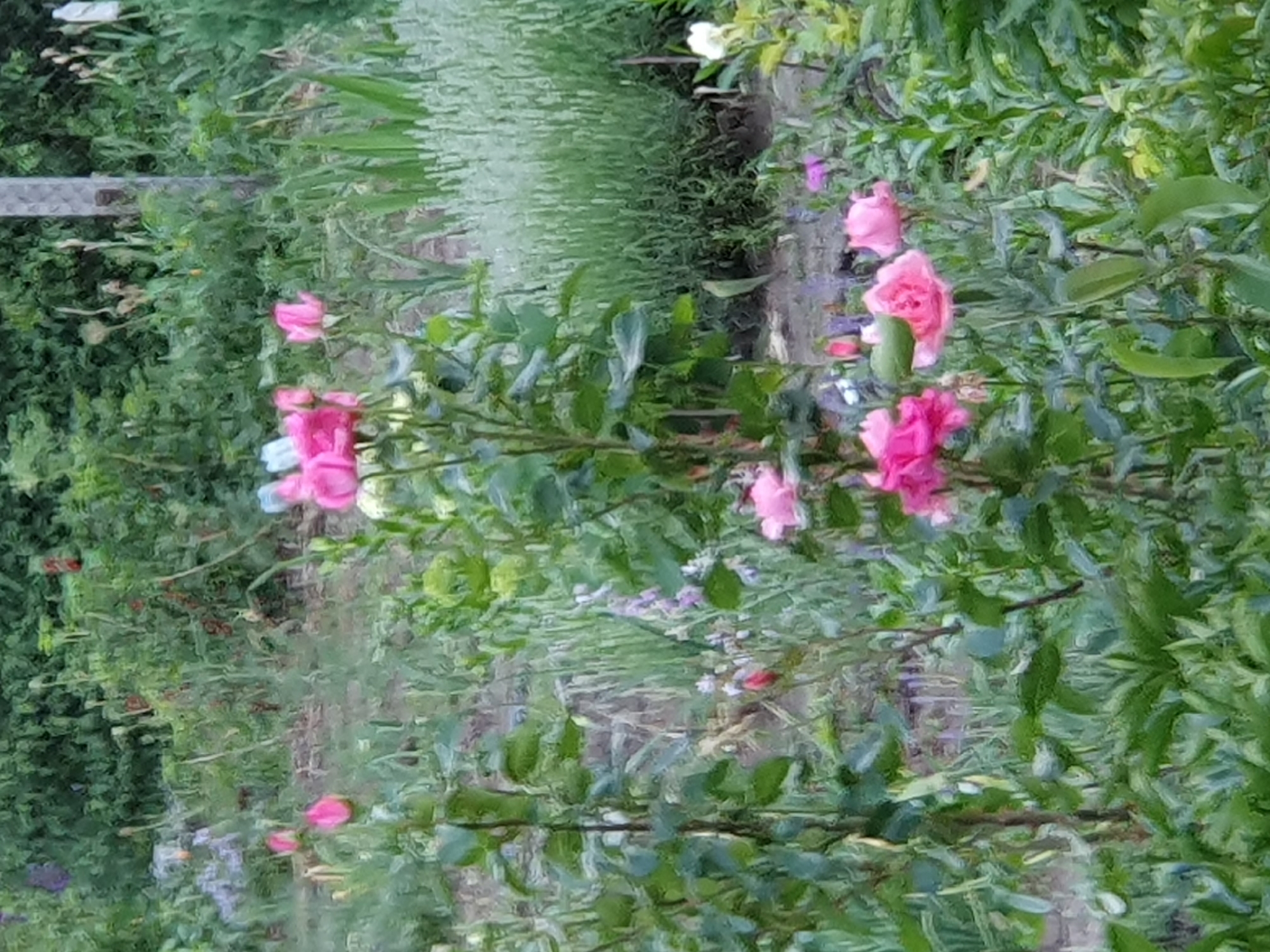 The image depicts a dense, overgrown garden with various plants, including pink roses in bloom and lavender in the background. The scene is set in Novoivanivka, Ukraine, and appears to be an outdoor environment with lush greenery. There are no people or visible animals in the frame. The focus is on the natural landscape, characterized by a variety of plant life and a rustic, unmanicured aesthetic. The lighting suggests it might be daytime, possibly overcast.