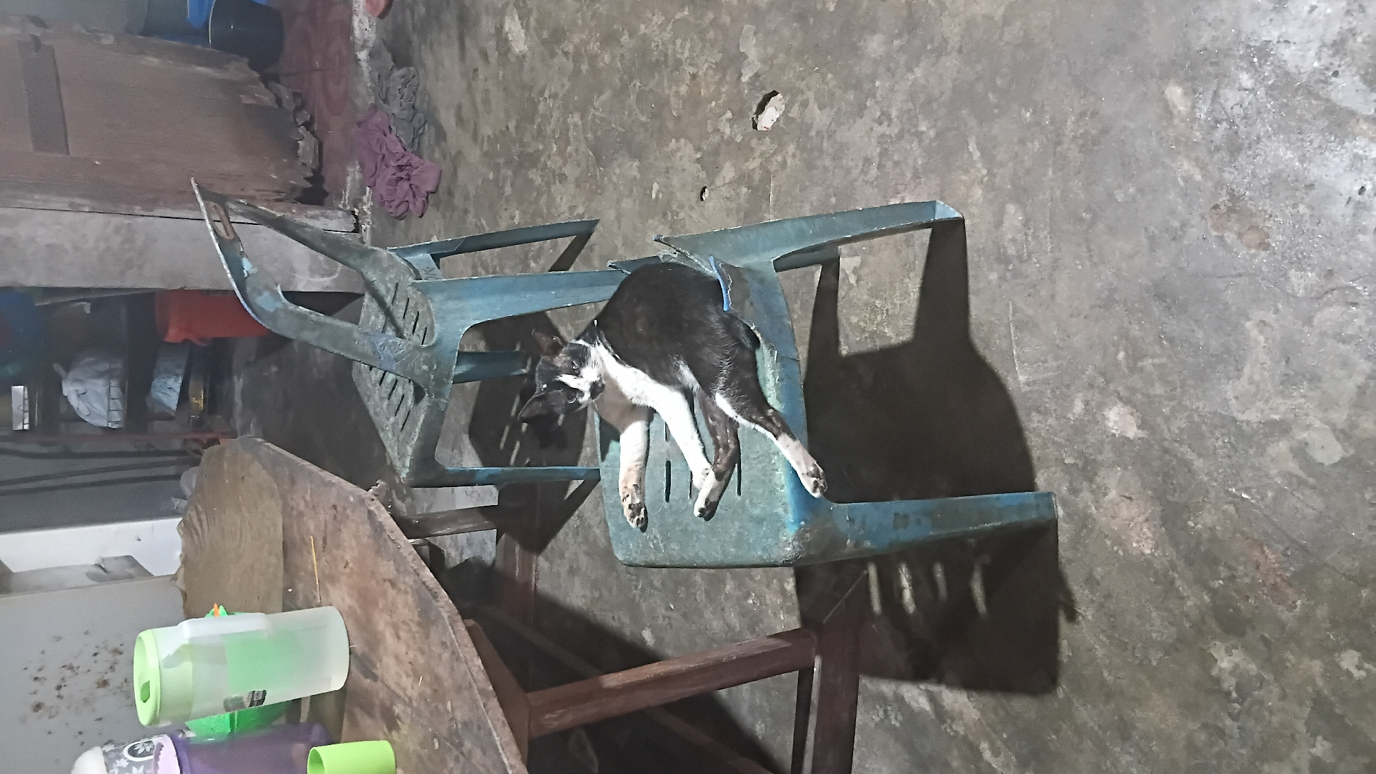 A black and white cat is lounging on a blue plastic chair in what appears to be a dimly lit, somewhat cluttered indoor space. The cat is positioned on its side, with its legs extended and its head turned towards the viewer. The chair it's on is slightly broken in the back. To the left of the chair, a wooden table is visible, with some plastic containers on it, one of which is translucent green with a green lid and another with a purple lid. In the background, there are shelves with various items, and the floor is concrete. The overall impression is one of a casual, everyday domestic setting. The scene is consistent with a residential interior in Prabumulih, Indonesia, given the typical furnishings and the rustic appearance of the environment.
