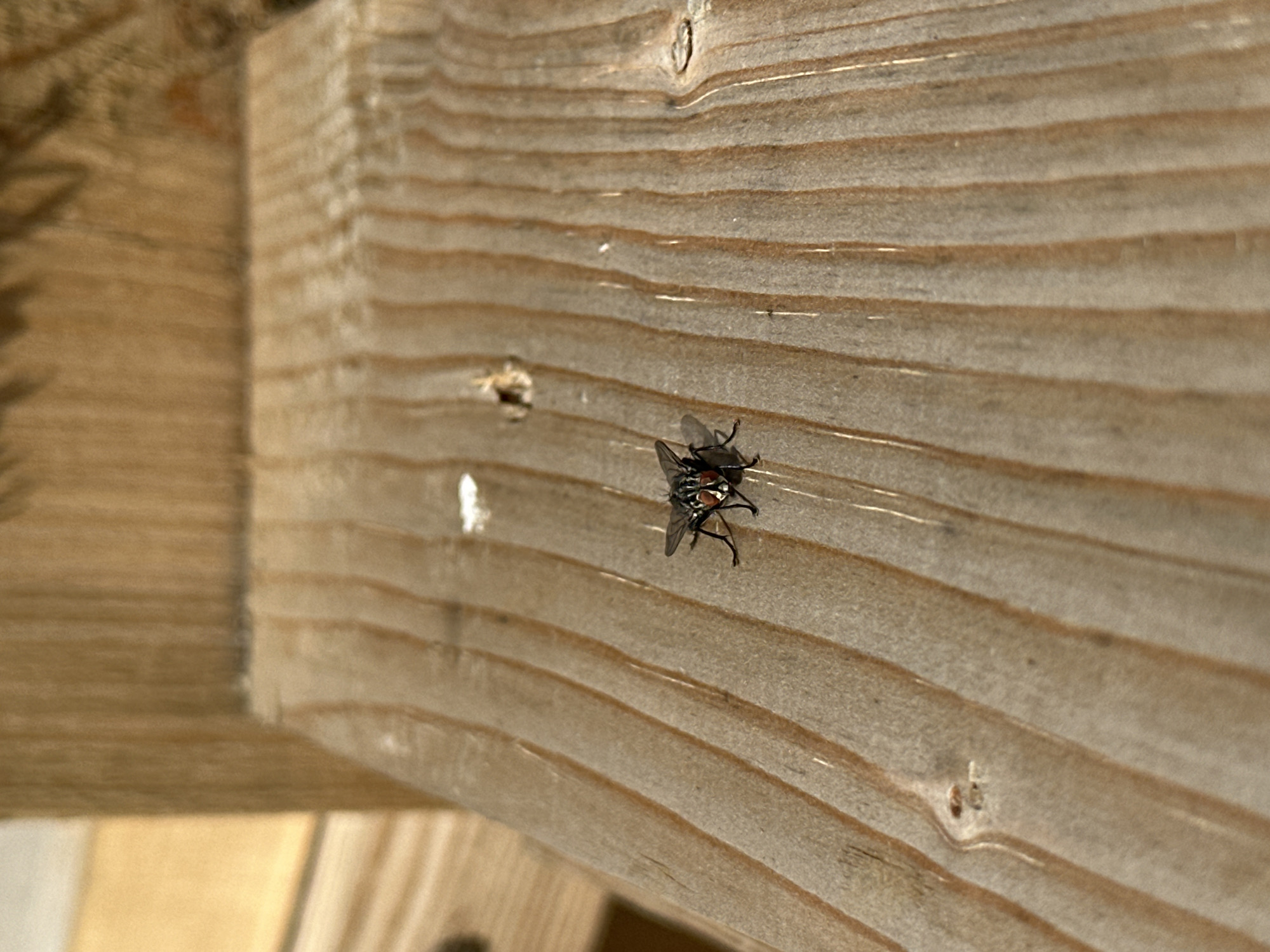 The image depicts a close-up, eye-level view of a single housefly perched on a weathered wooden surface. The fly, which is the central subject, is dark in color with visible red eyes and iridescent wings. It is positioned slightly off-center to the left of the frame, facing forward. The wooden surface appears to be part of outdoor furniture or a structure, characterized by distinct grain lines and knot details. The lighting suggests a sunny day, casting subtle shadows. The background is softly blurred, showing more wooden elements and possibly some foliage or other outdoor textures. There is no indication of any specific location within the city of Minsk, Belarus, as the image lacks any identifying landmarks or contextual clues.
